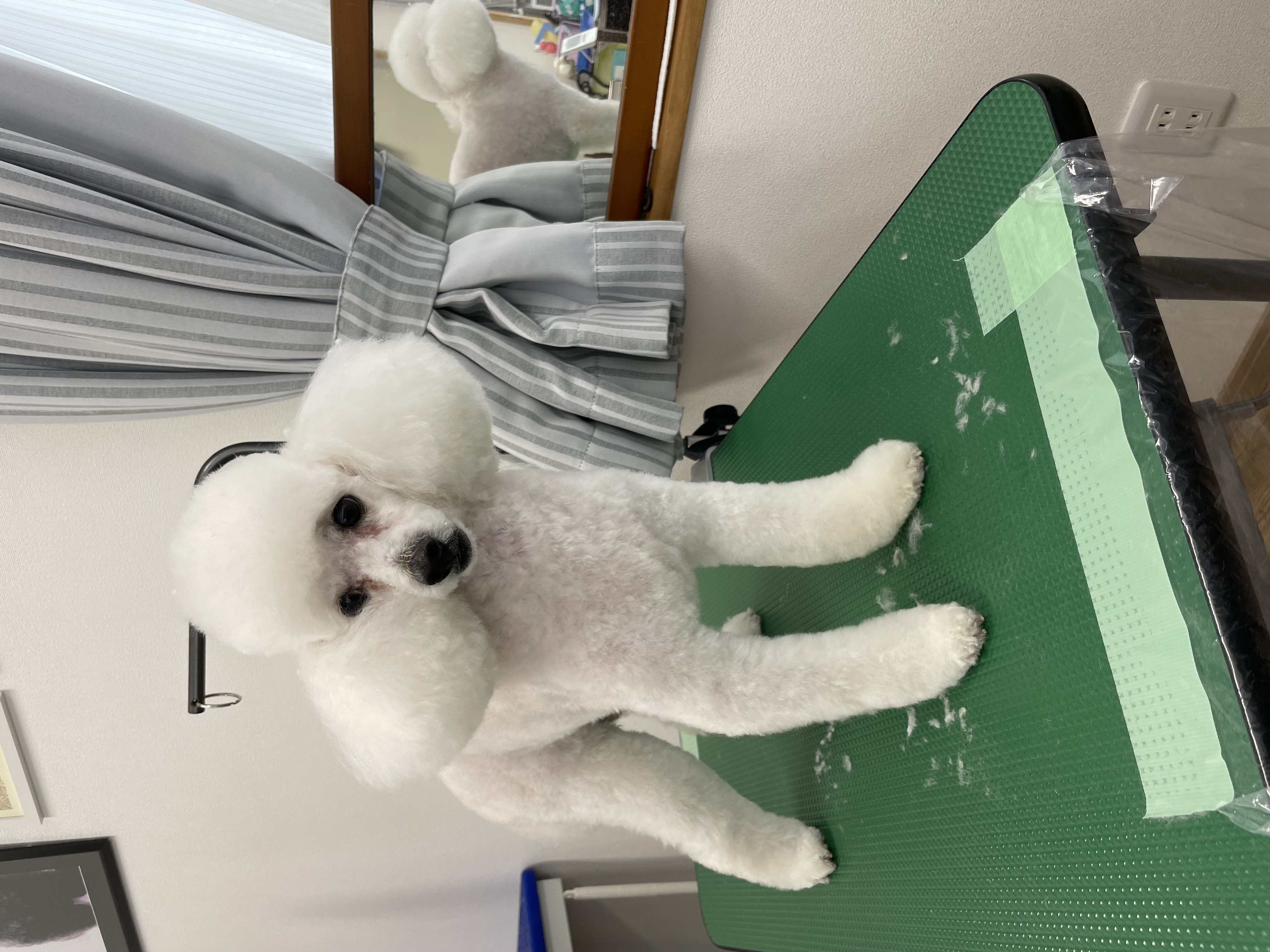 トイプードルのトリミングカット Dogplace Style Mの1枚目