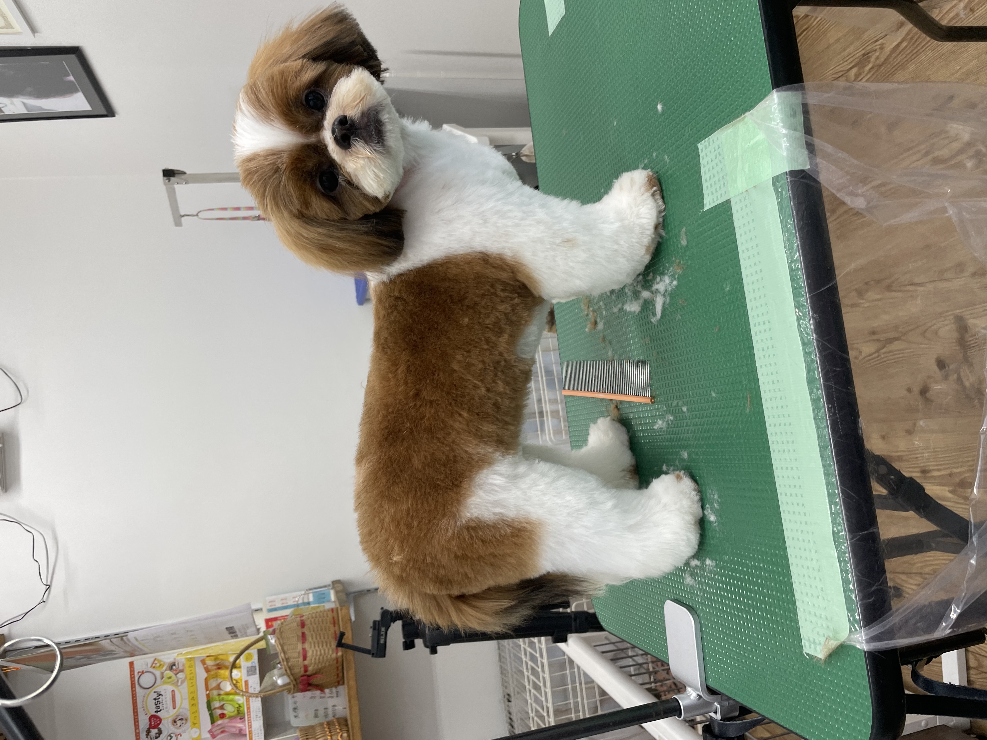 シーズーのトリミングカット Dogplace Style Mの1枚目
