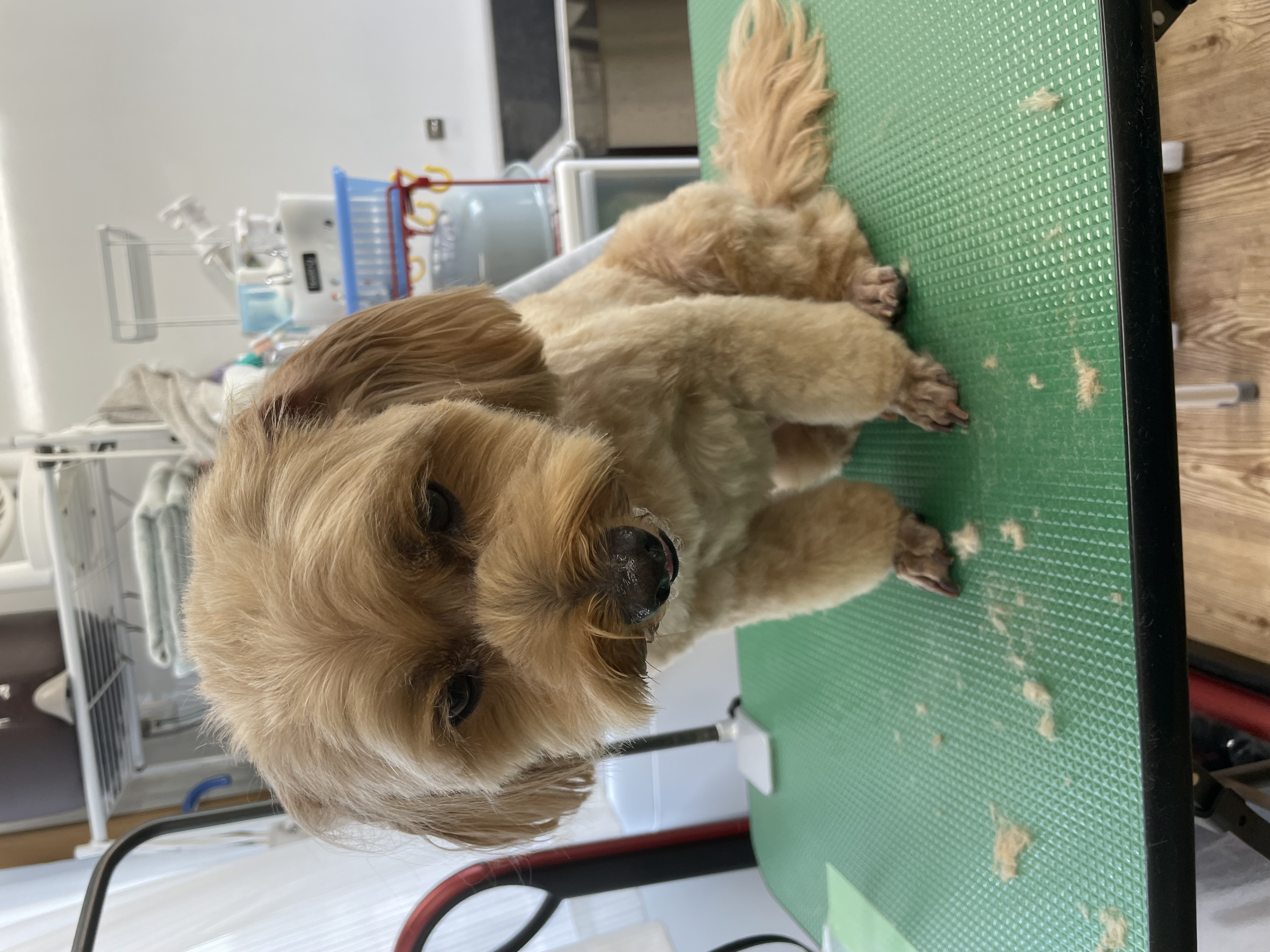 ミックス犬(その他)のトリミングカット Dogplace Style Mの4枚目