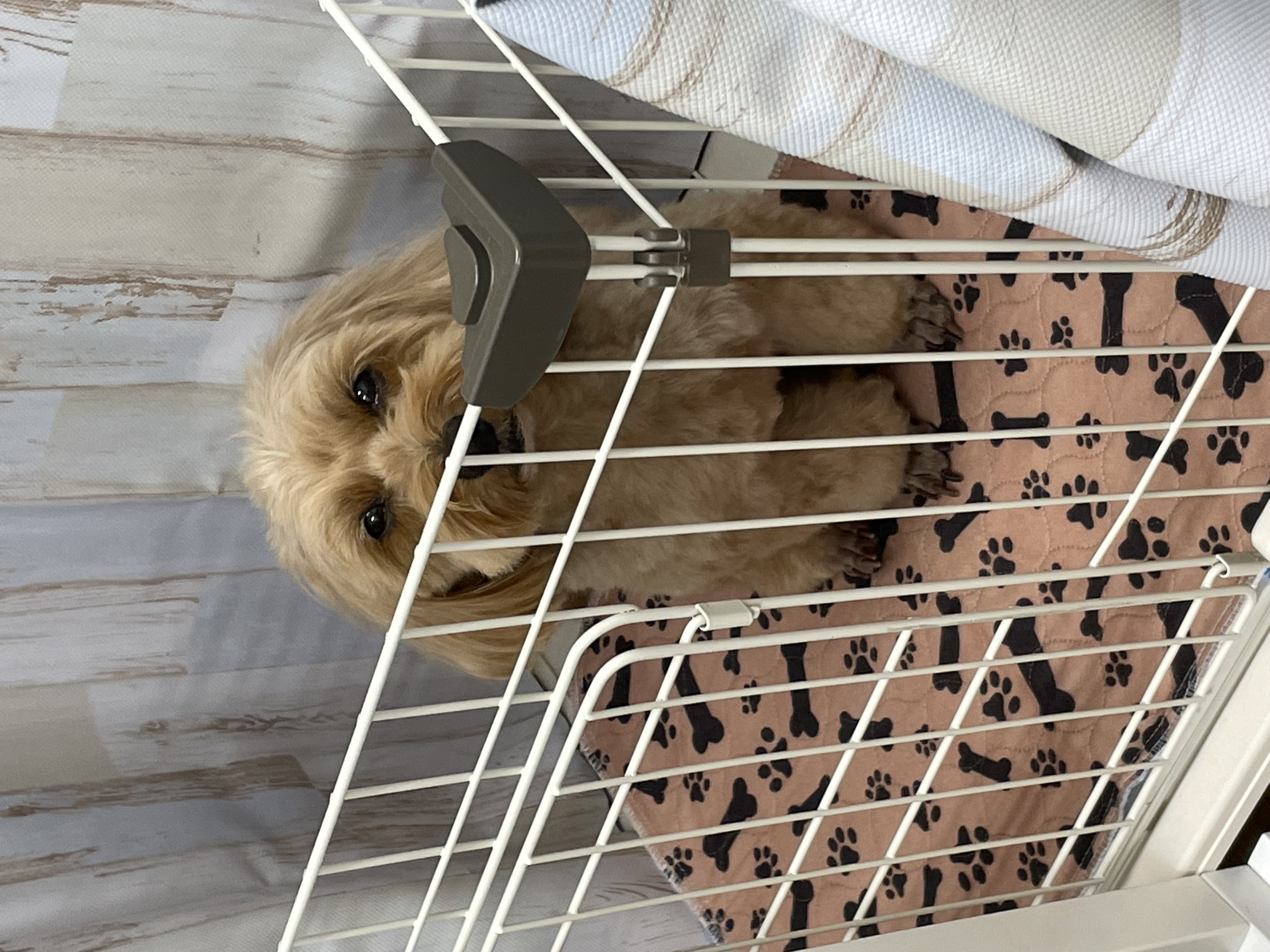 ミックス犬(その他)のトリミングカット Dogplace Style Mの3枚目