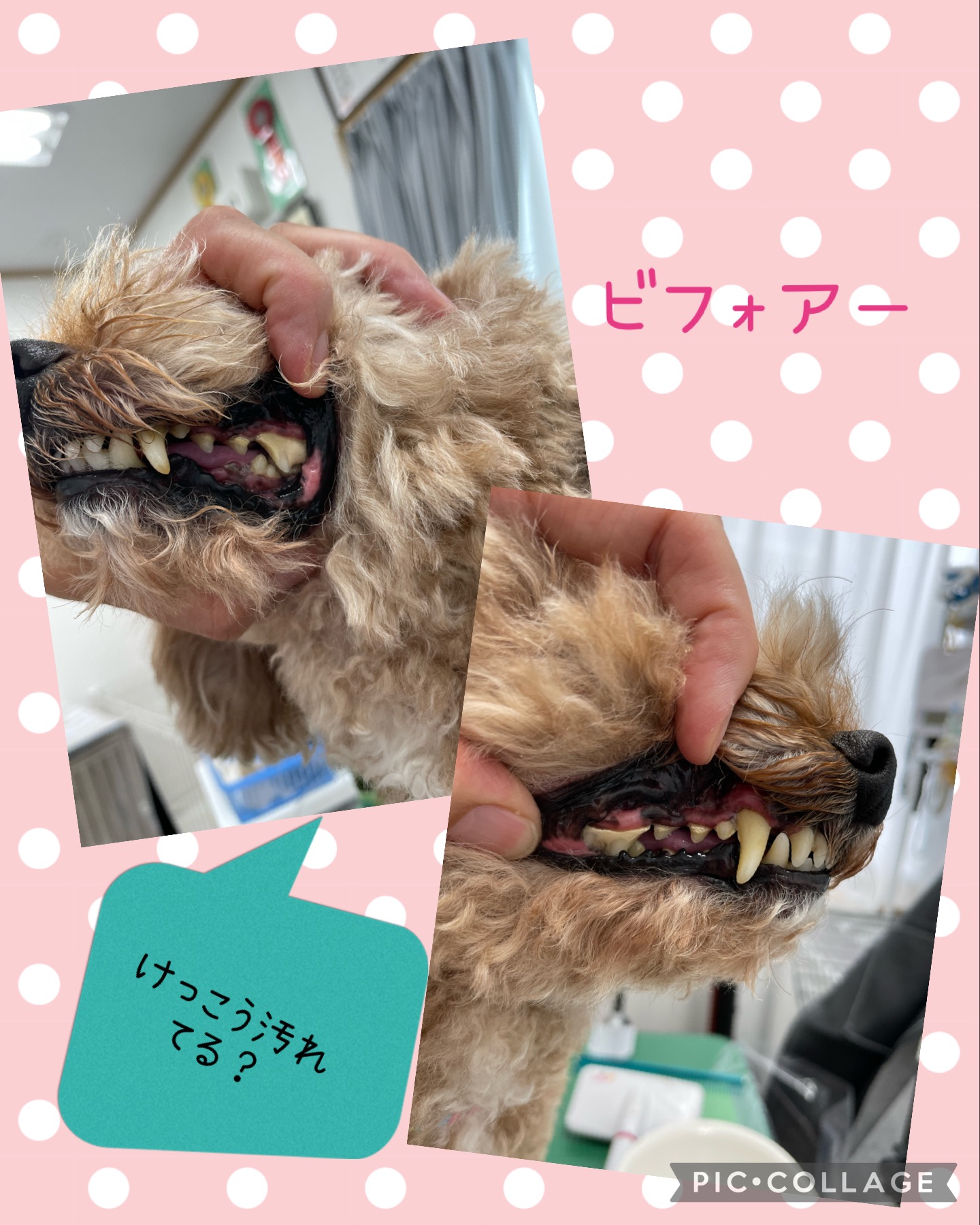 トイプードルのトリミングカット Dogplace Style Mの2枚目