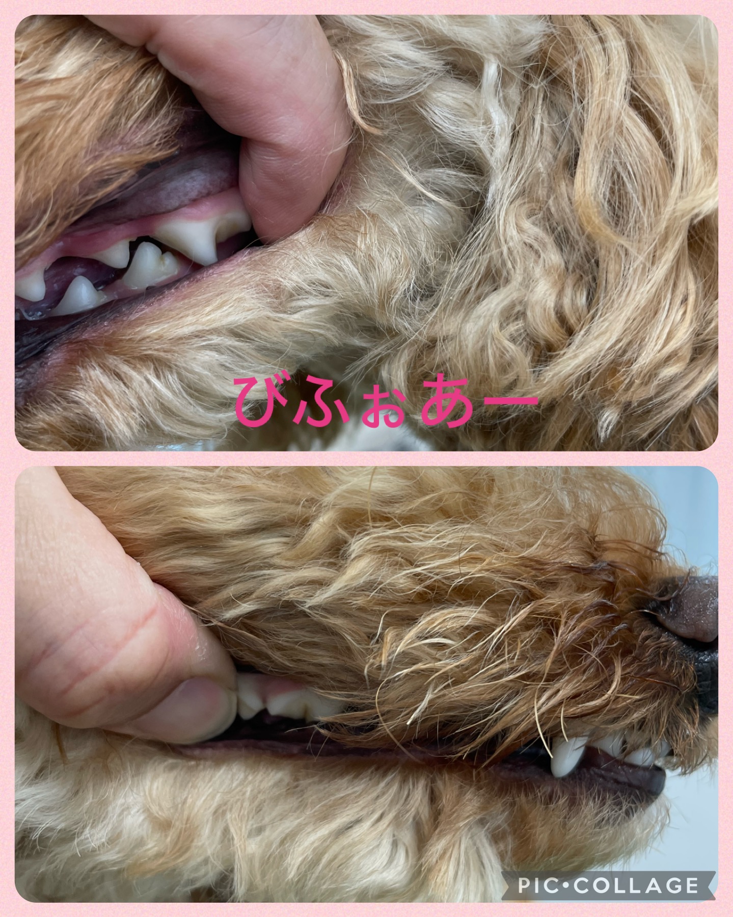 トイプードルのトリミングカット Dogplace Style Mの2枚目