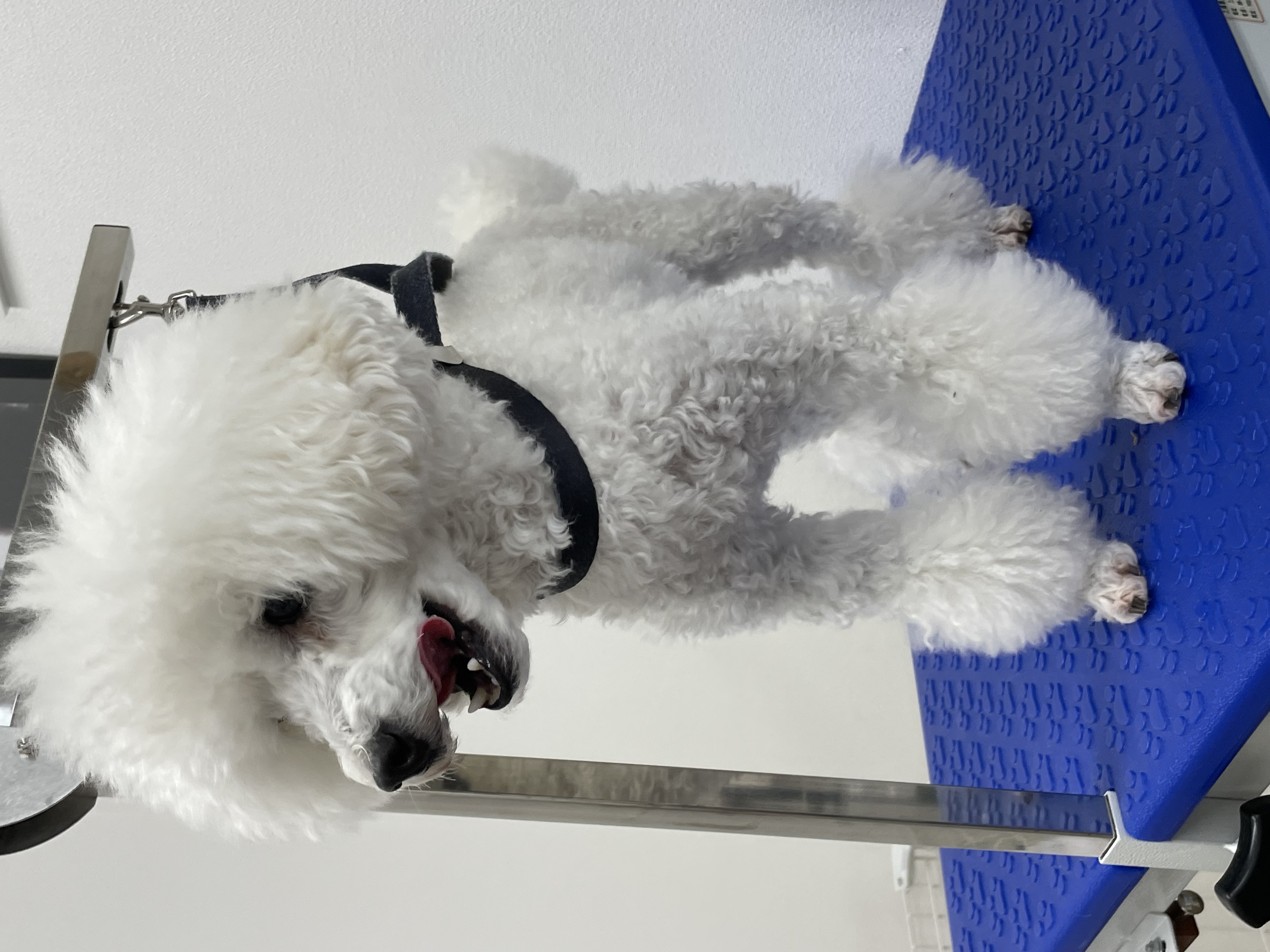 トイプードルのトリミングカット Dogplace Style Mの1枚目