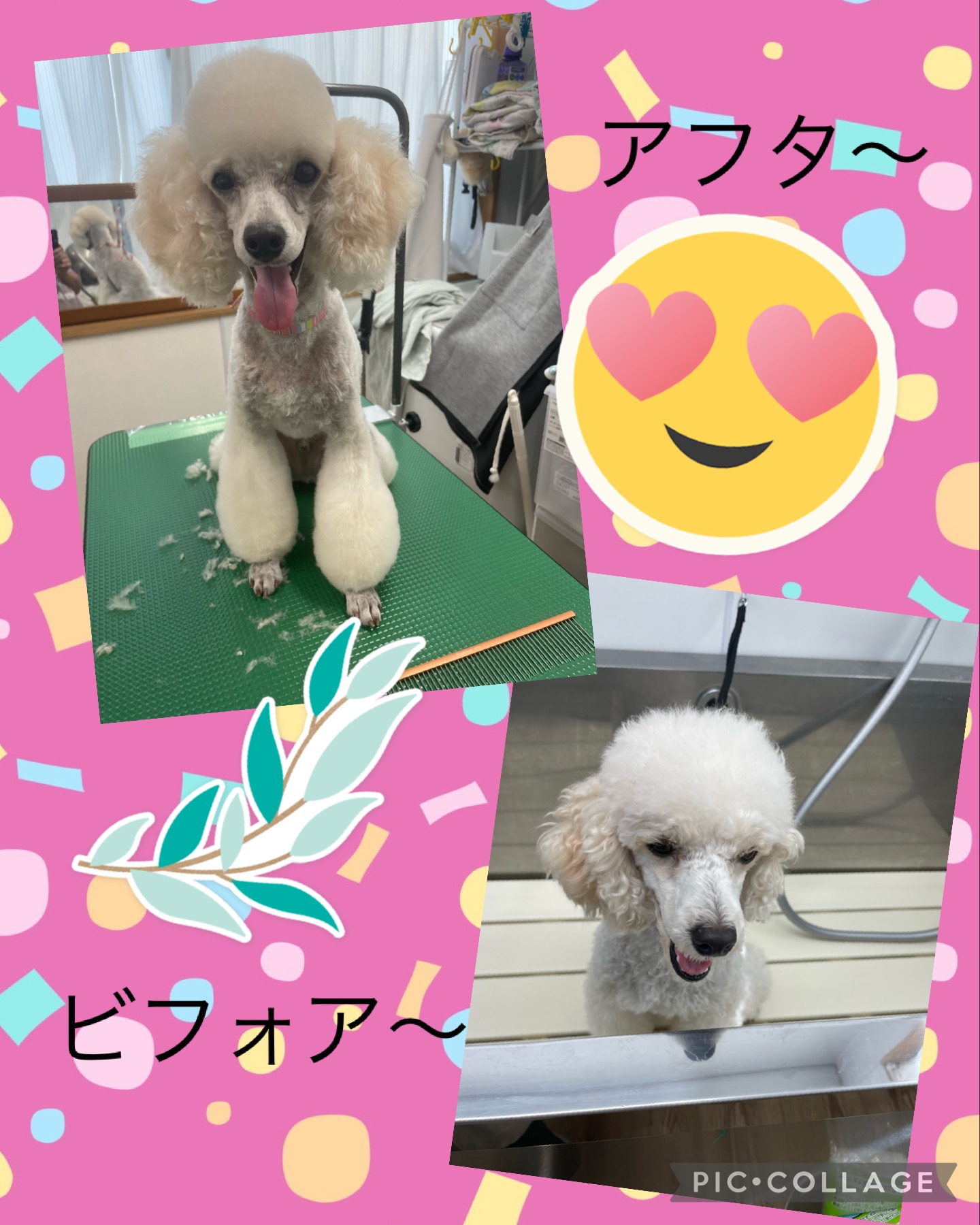 トイプードルのトリミングカット Dogplace Style Mの1枚目