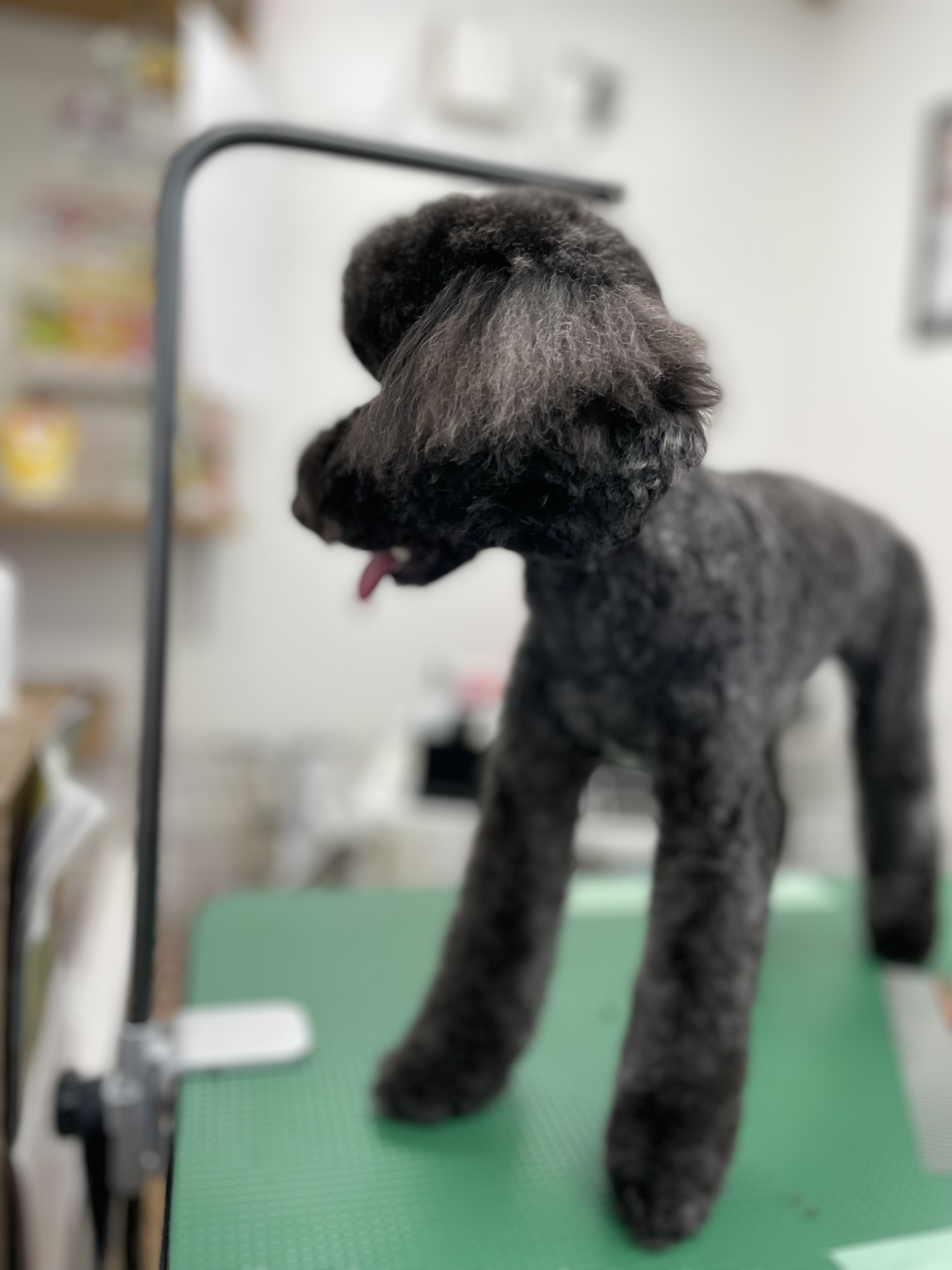 トイプードルのトリミングカット Dogplace Style Mの3枚目