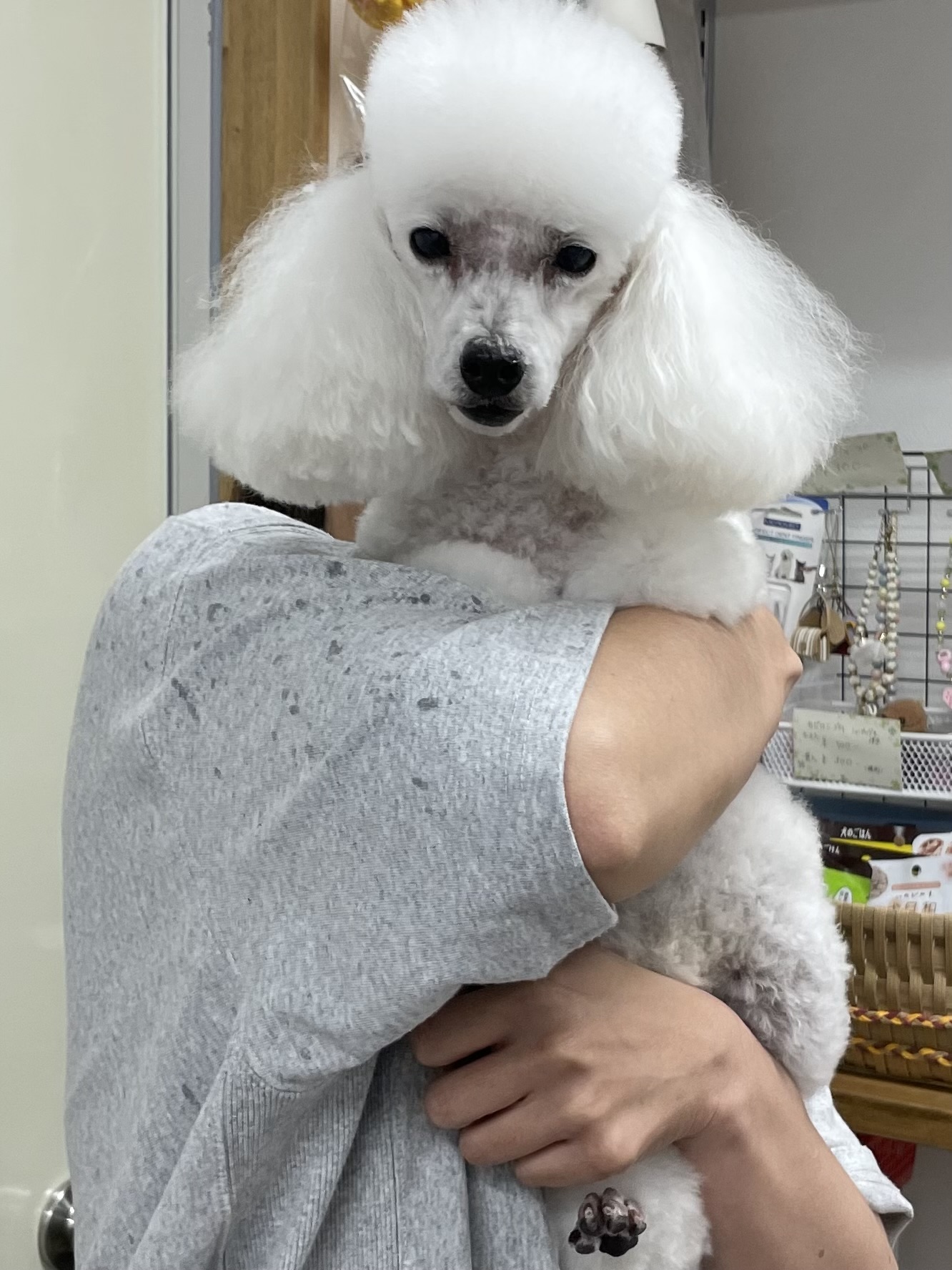 トイプードルのトリミングカット Dogplace Style Mの1枚目