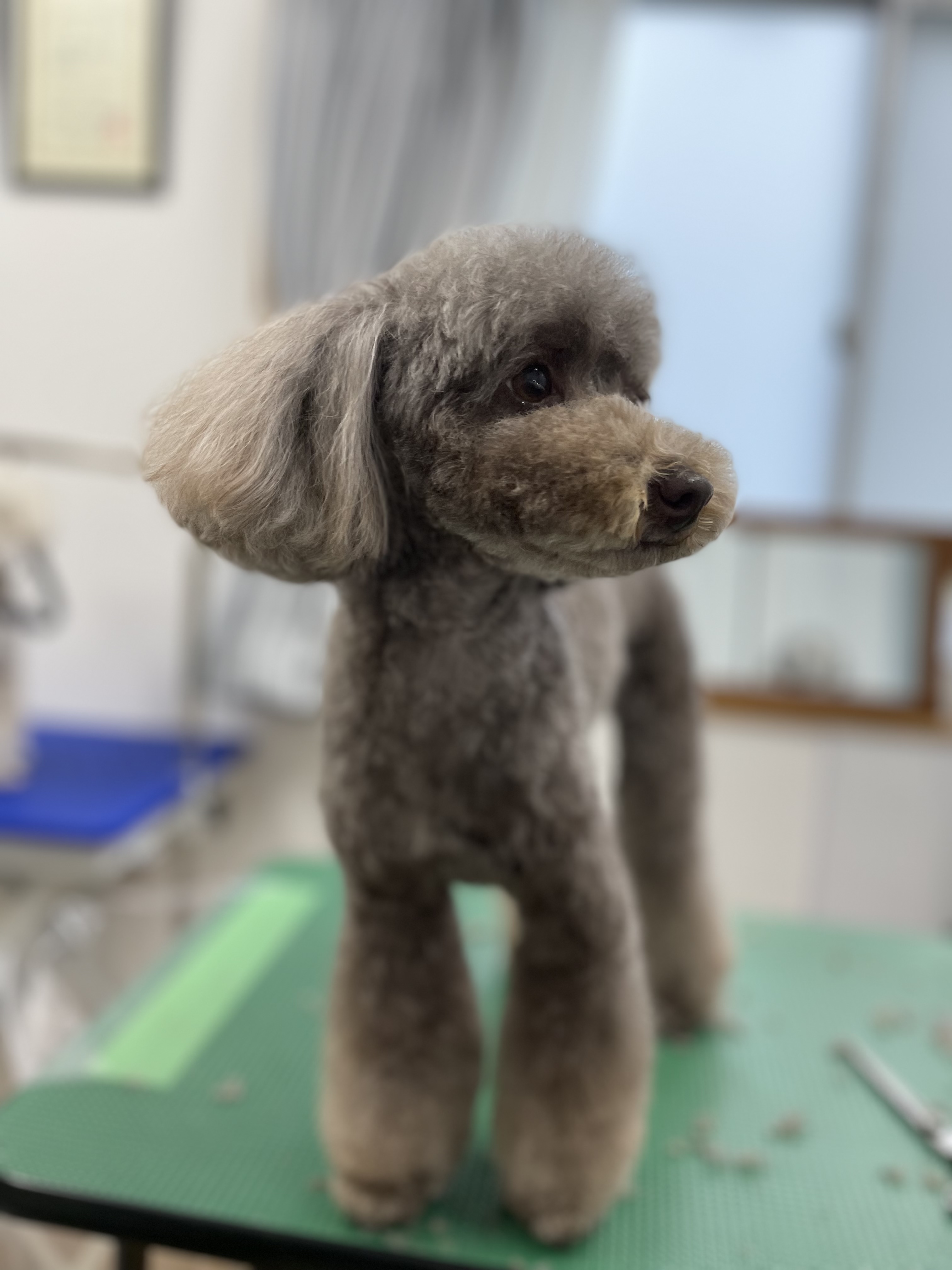 トイプードルのトリミングカット Dogplace Style Mの1枚目