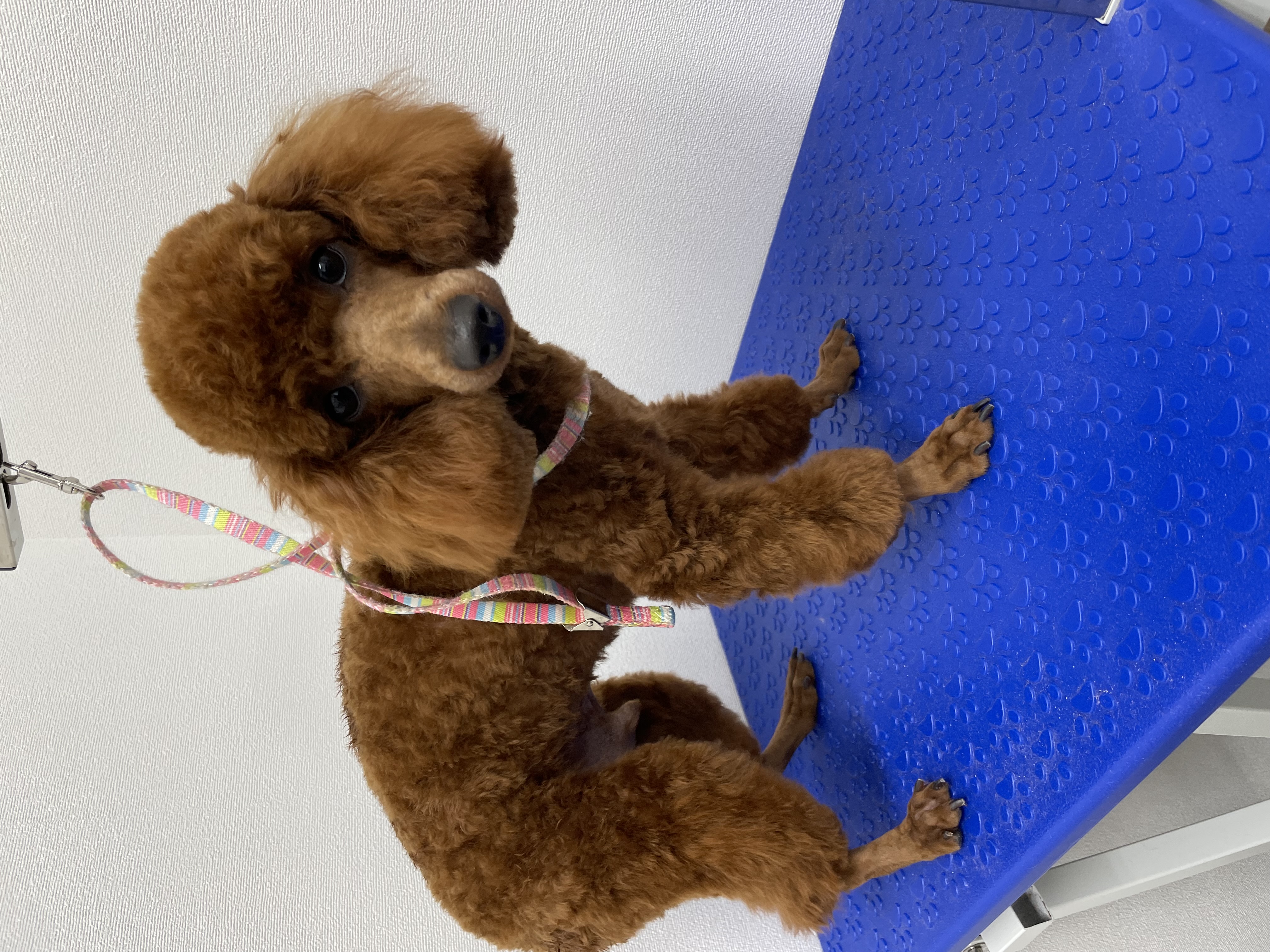 トイプードルのトリミングカット Dogplace Style Mの1枚目