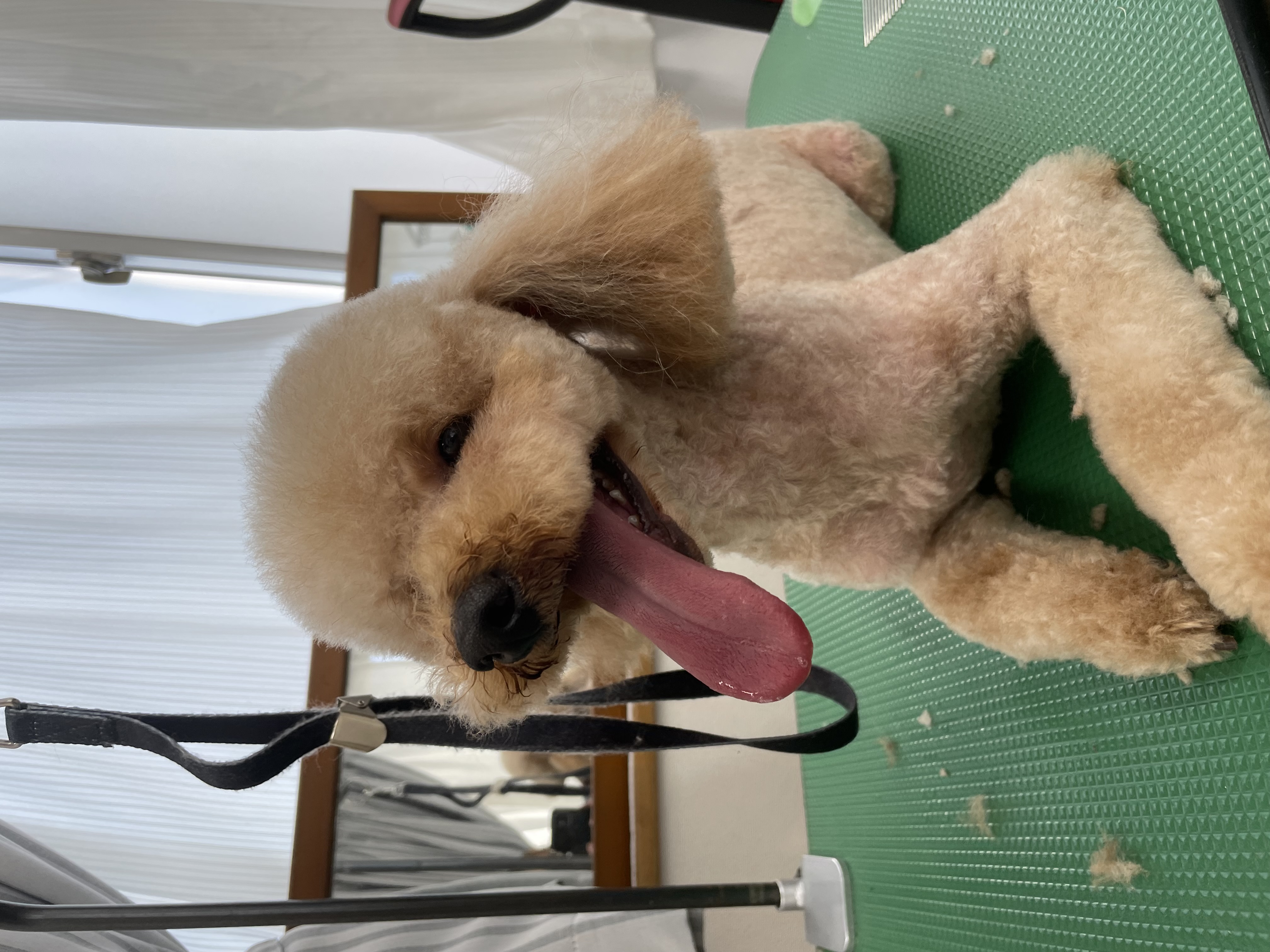 トイプードルのトリミングカット Dogplace Style Mの2枚目