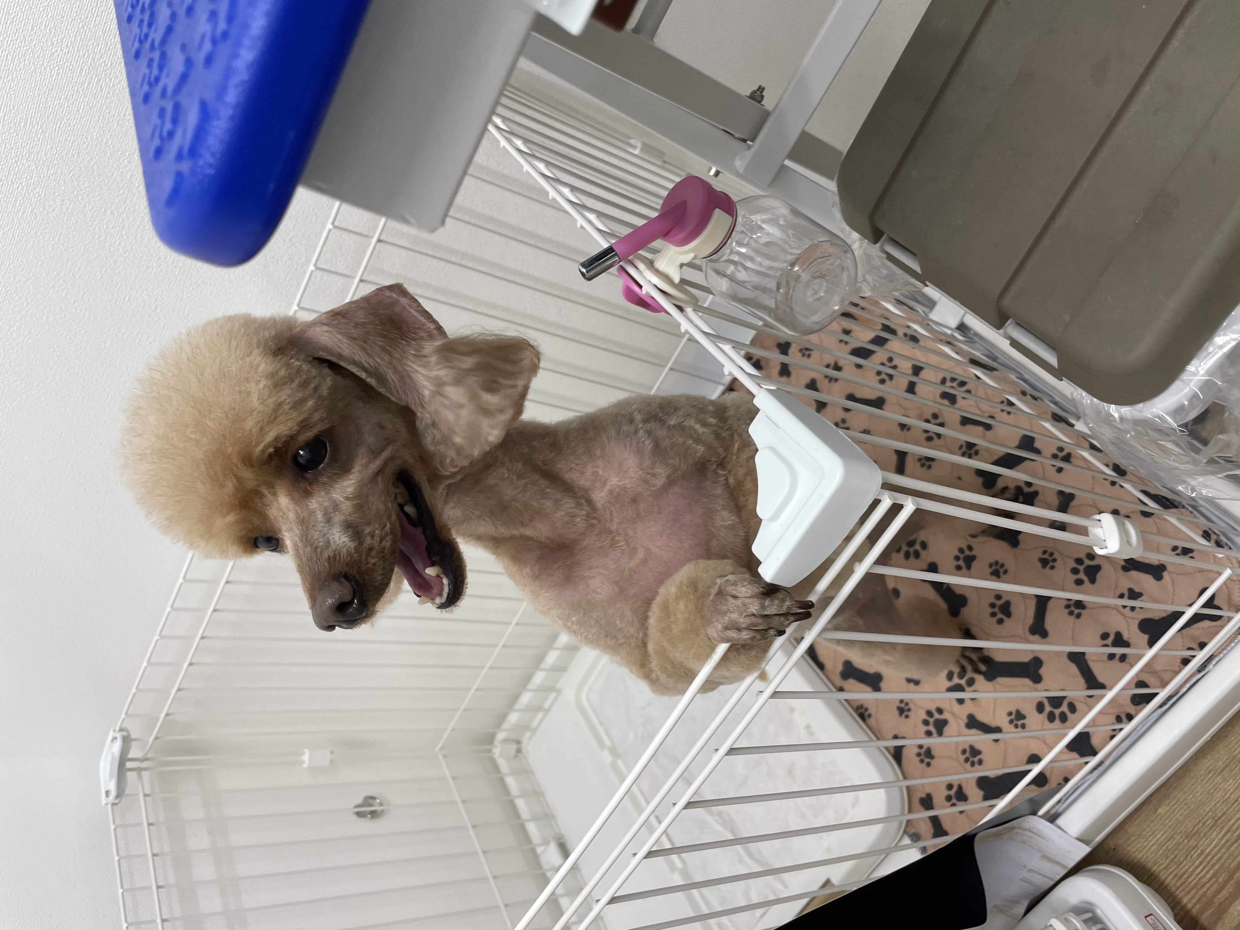 トイプードルのトリミングカット Dogplace Style Mの4枚目