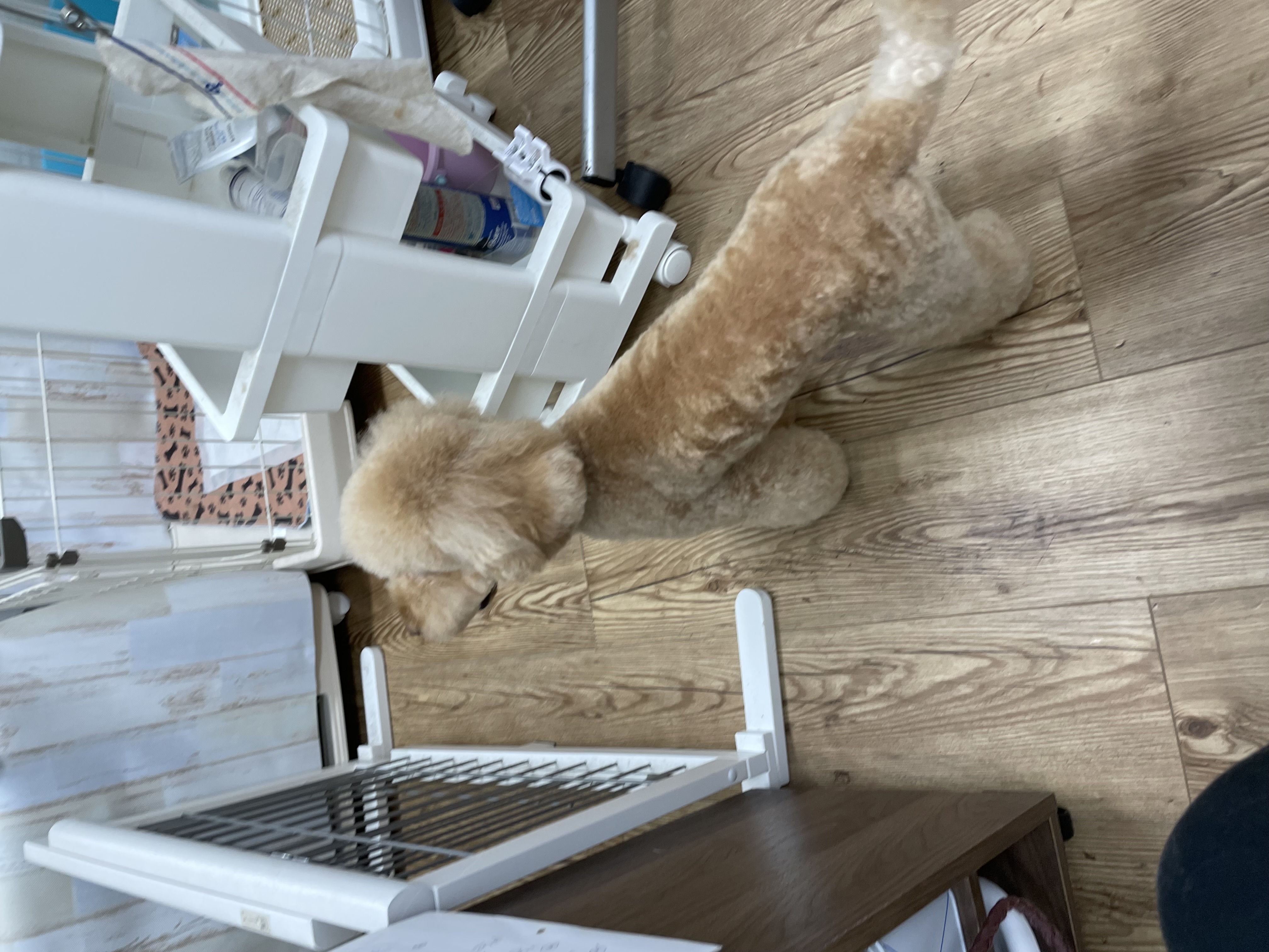 トイプードルのトリミングカット Dogplace Style Mの3枚目