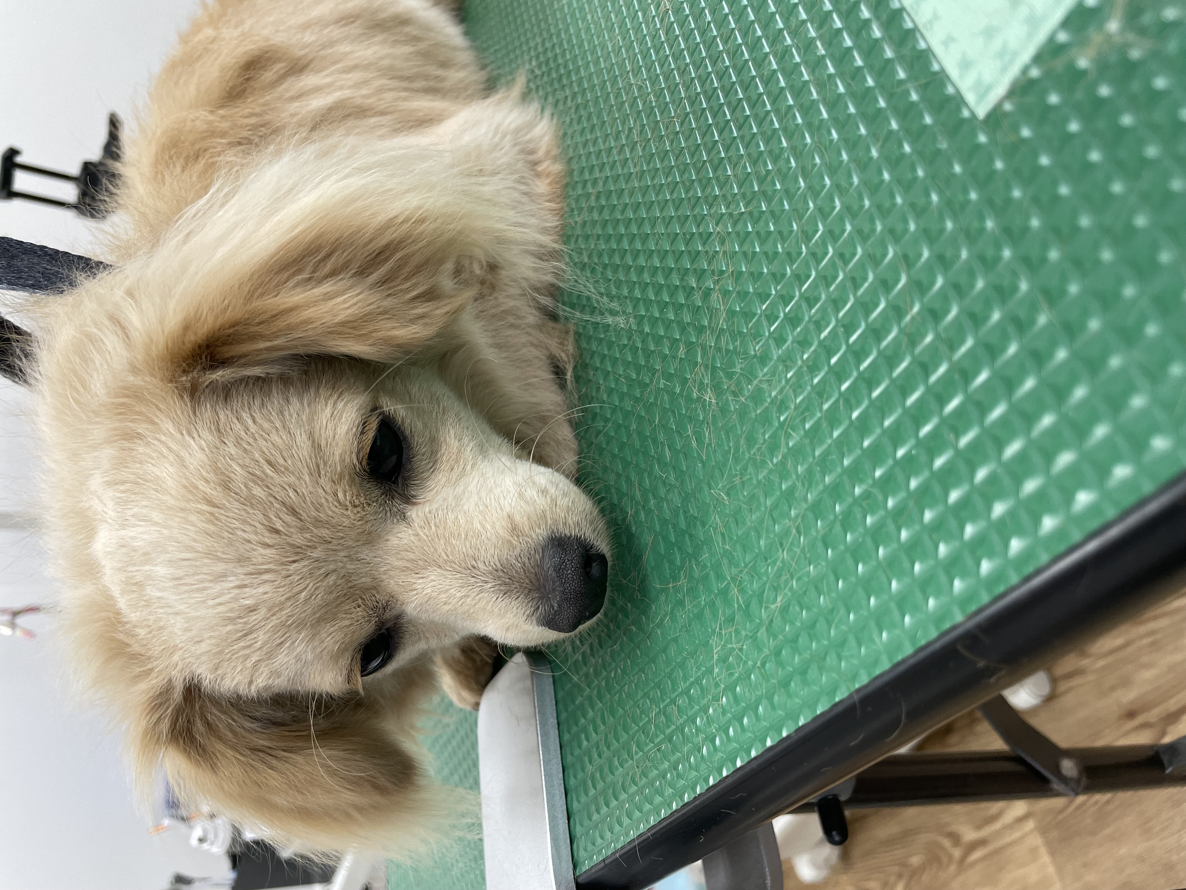 ミックス犬(その他)のトリミングカット Dogplace Style Mの1枚目