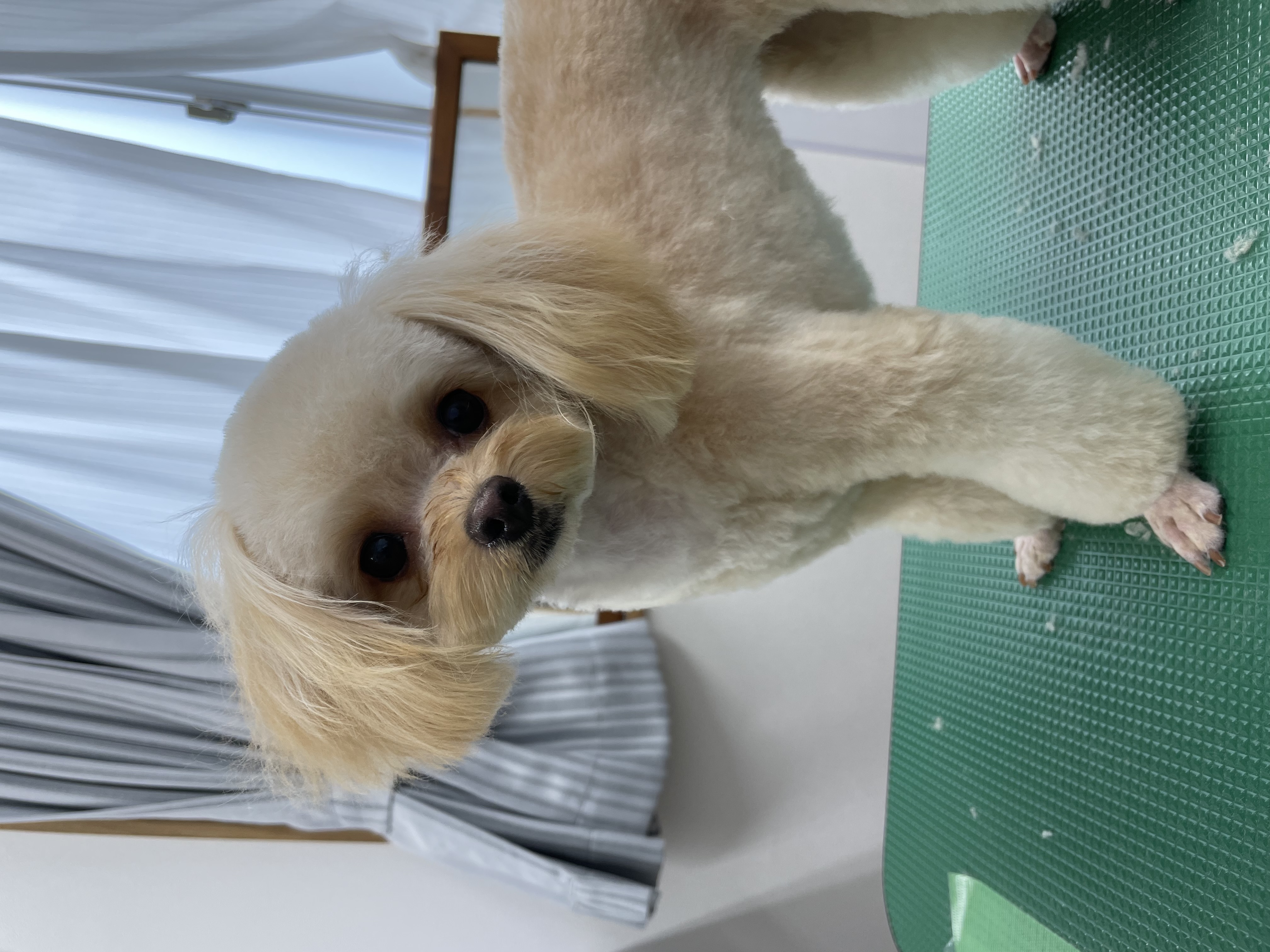 ミックス犬(その他)のトリミングカット Dogplace Style Mの3枚目