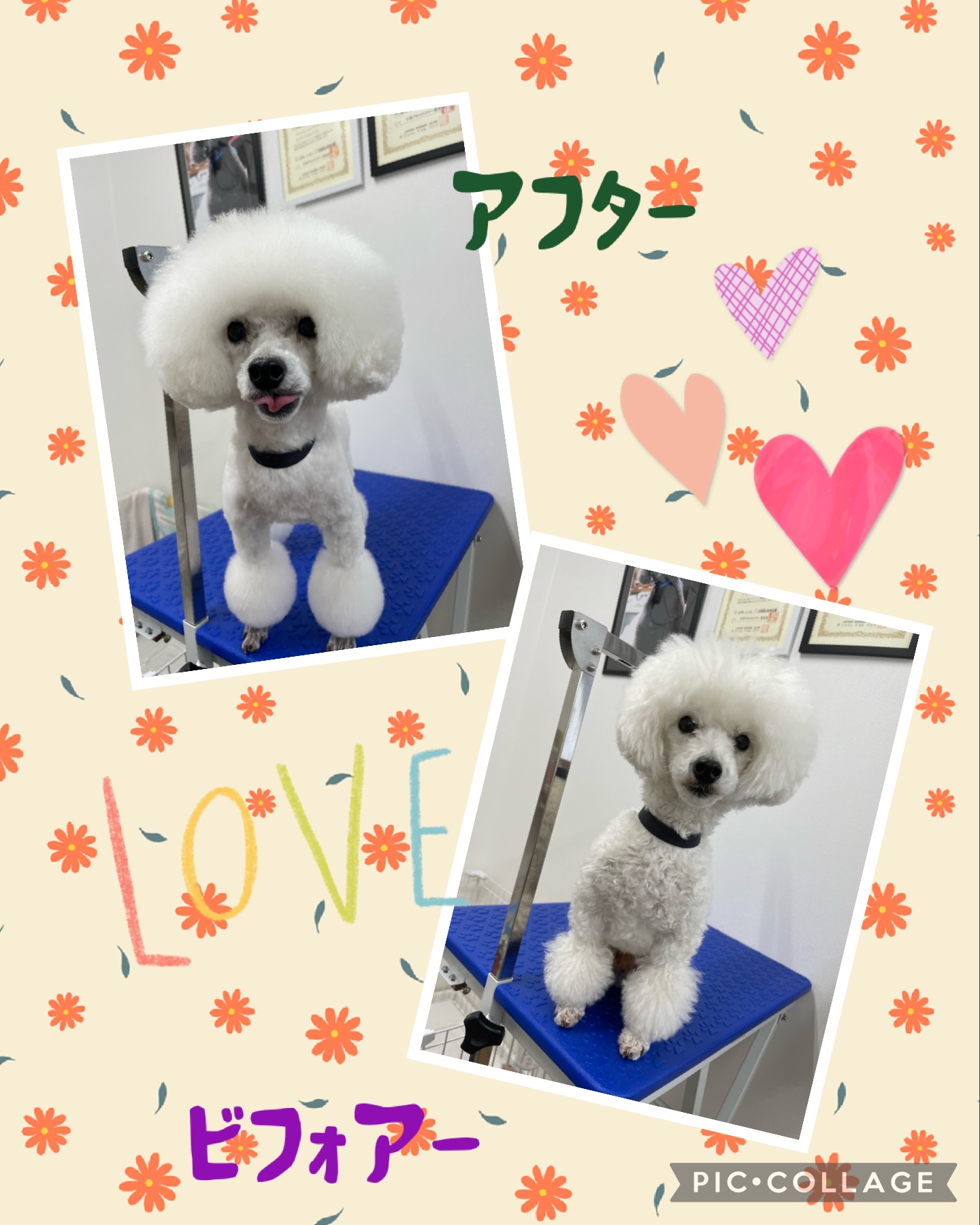 トイプードルのトリミングカット Dogplace Style Mの1枚目
