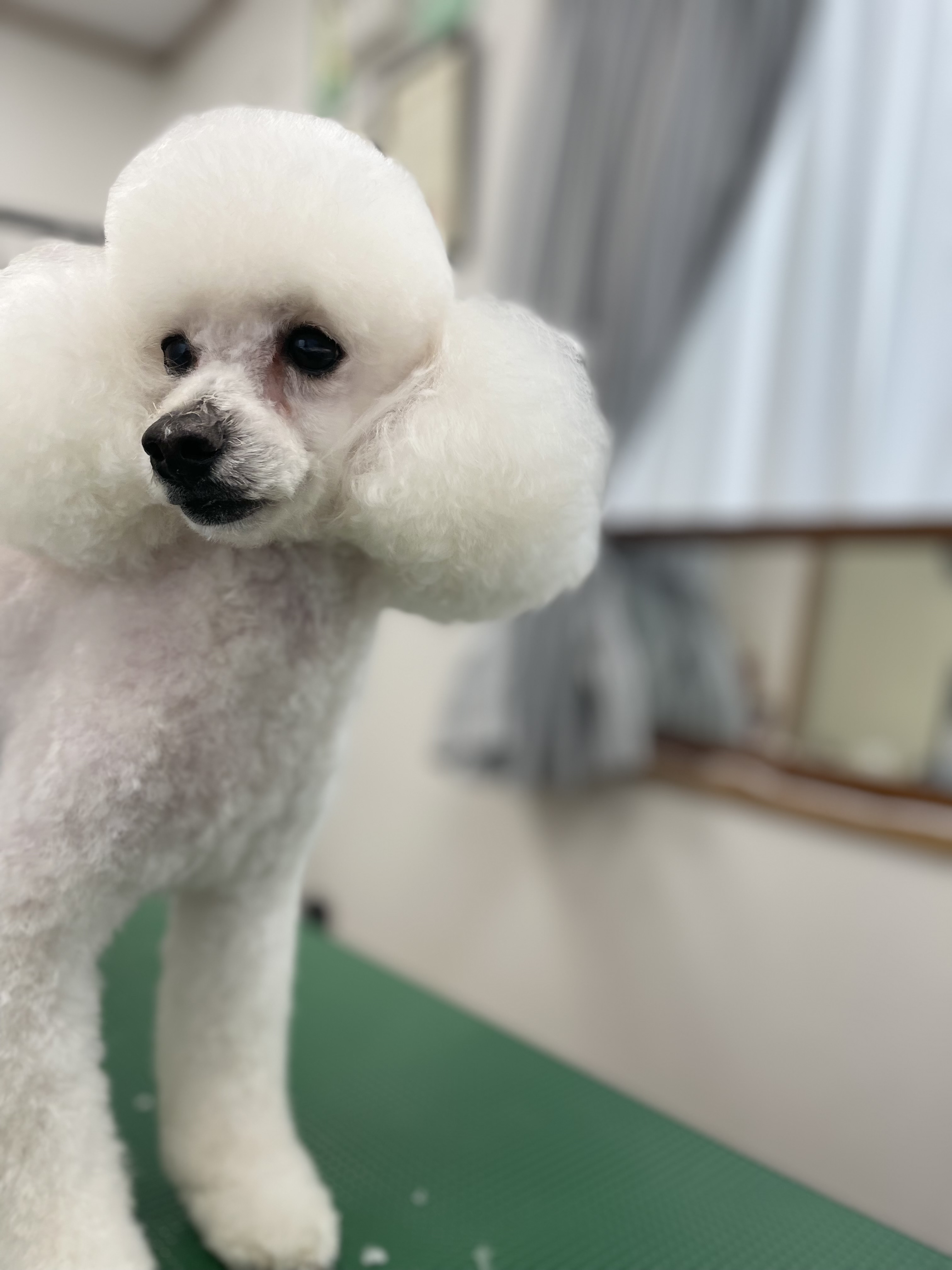 トイプードルのトリミングカット Dogplace Style Mの1枚目