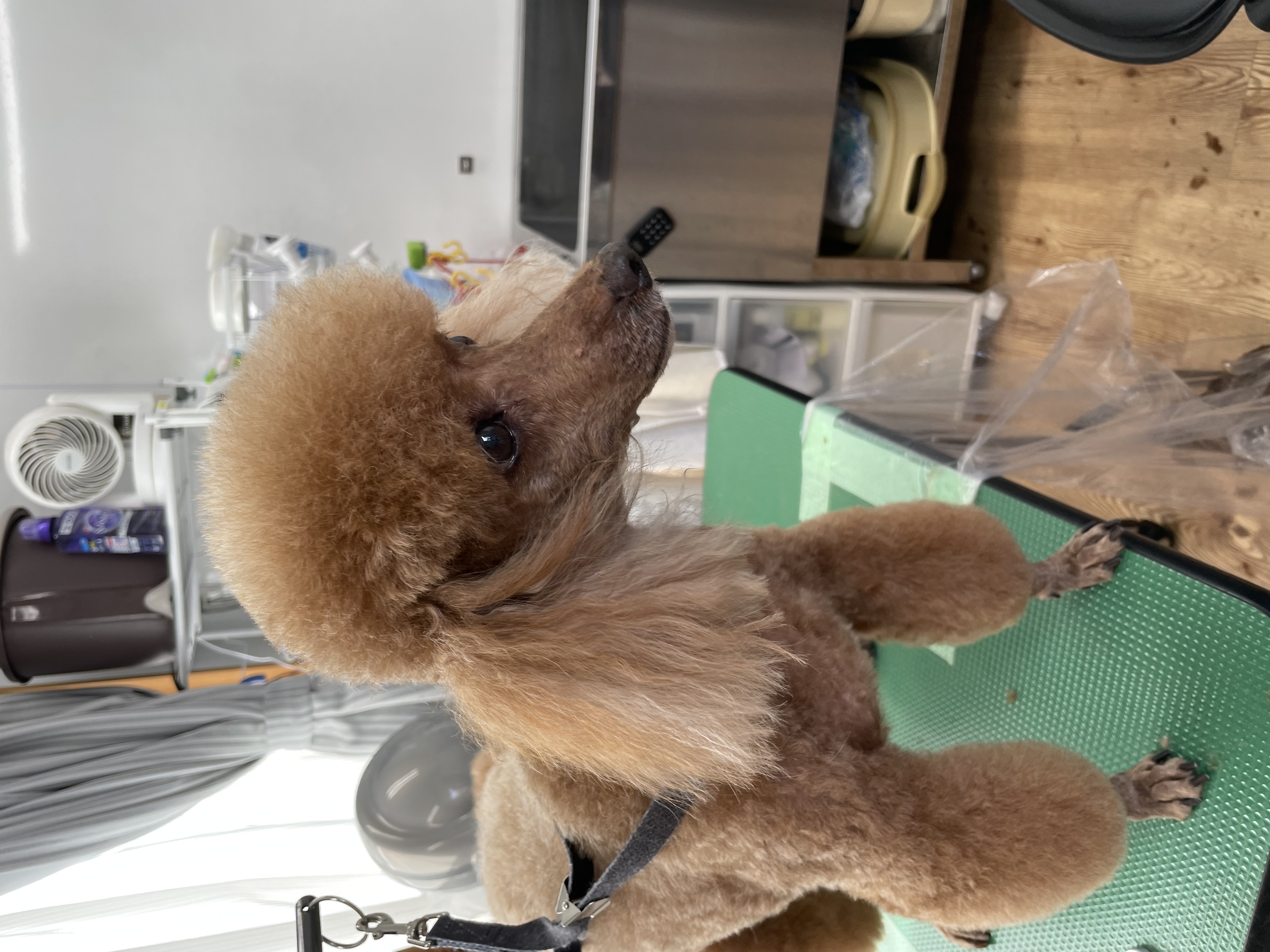 トイプードルのトリミングカット Dogplace Style Mの1枚目