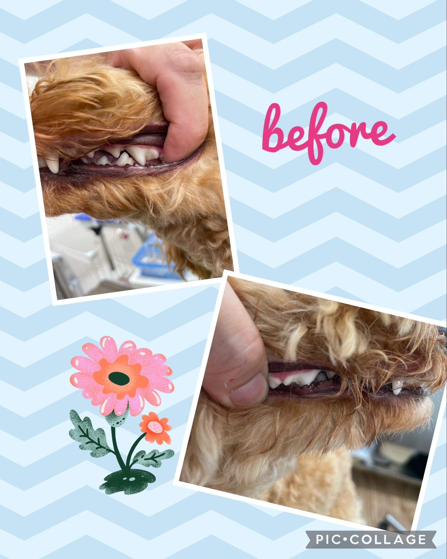 トイプードルのトリミングカット Dogplace Style Mの1枚目