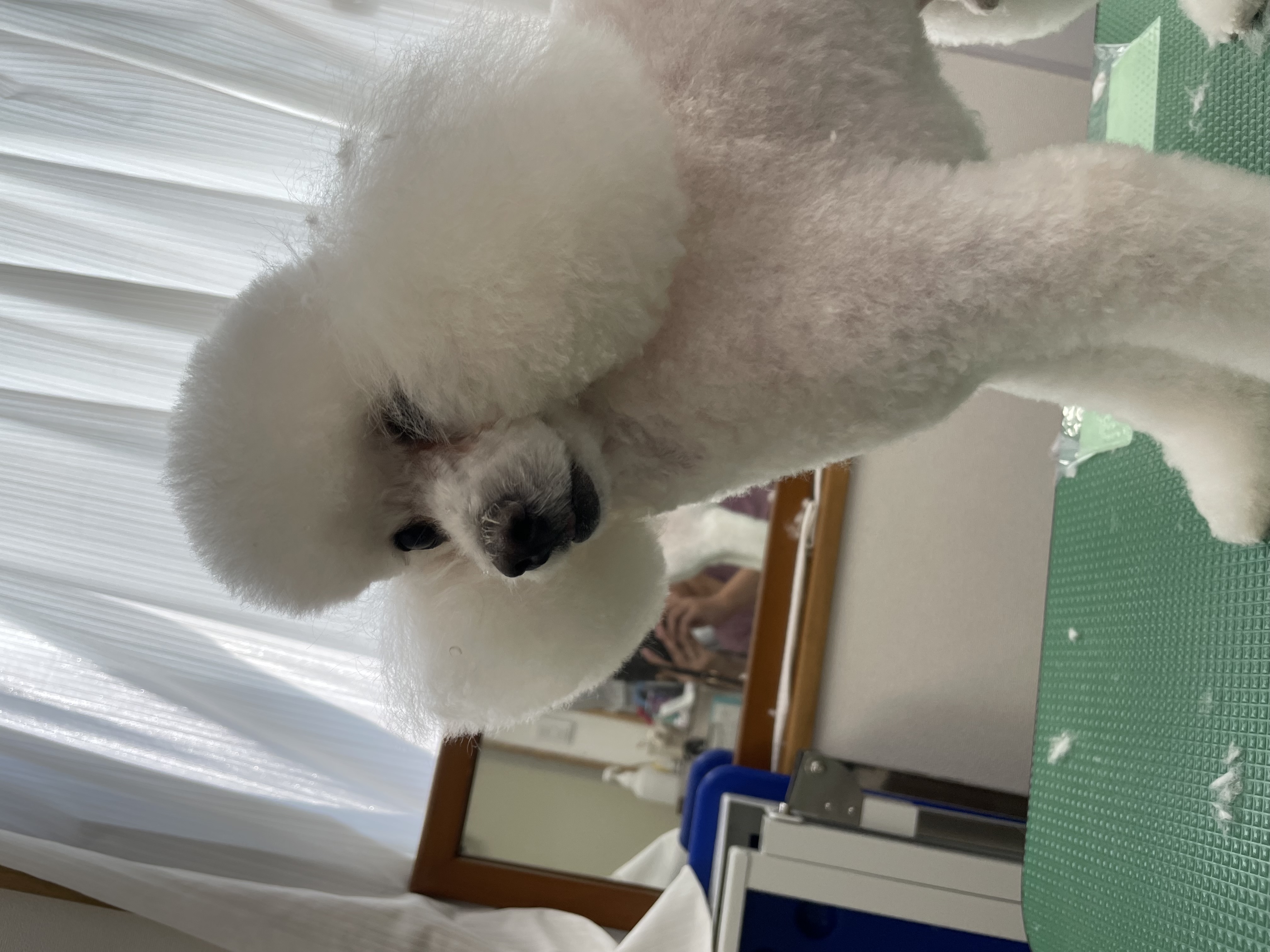 トイプードルのトリミングカット Dogplace Style Mの1枚目