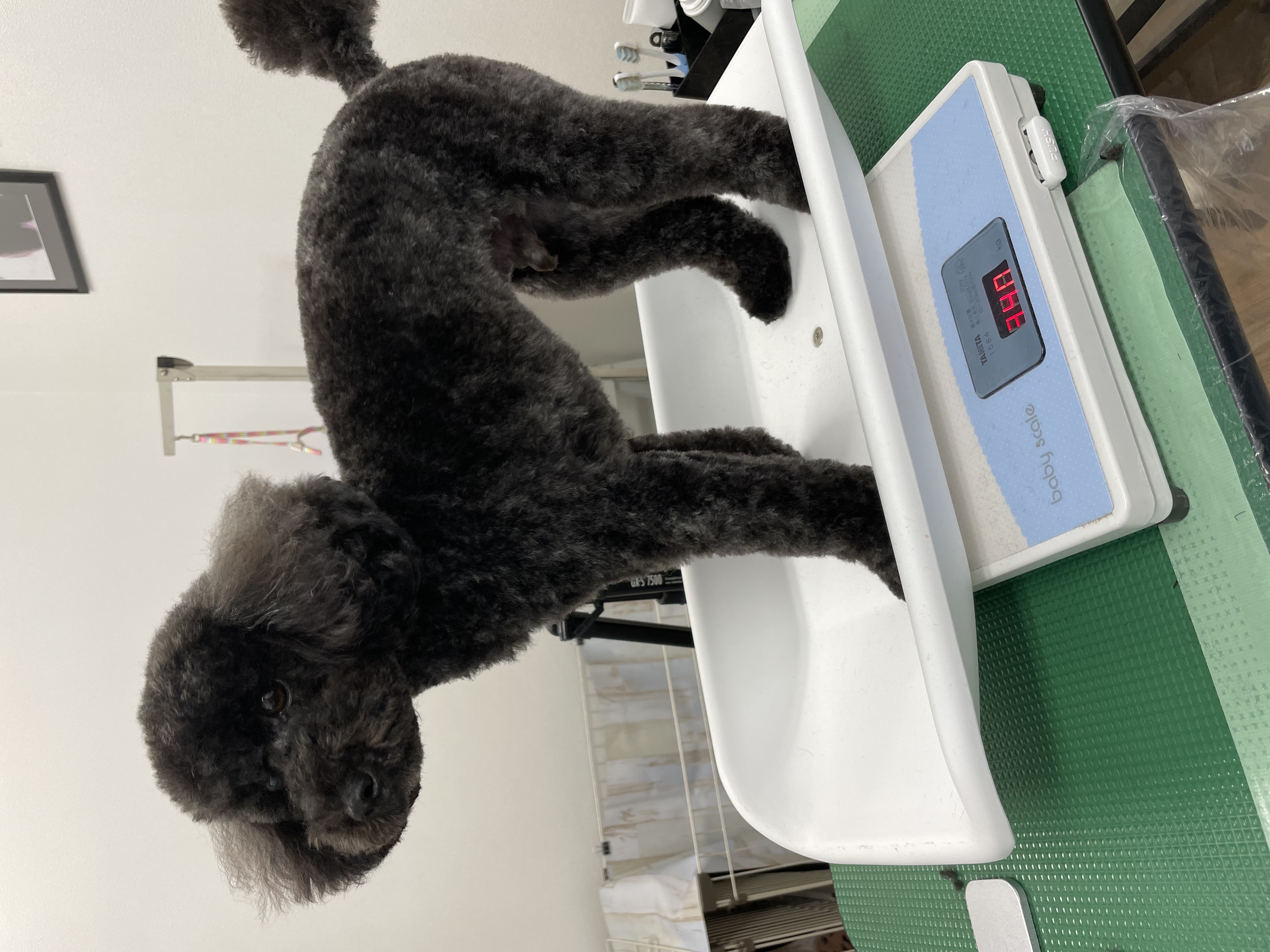 トイプードルのトリミングカット Dogplace Style Mの3枚目