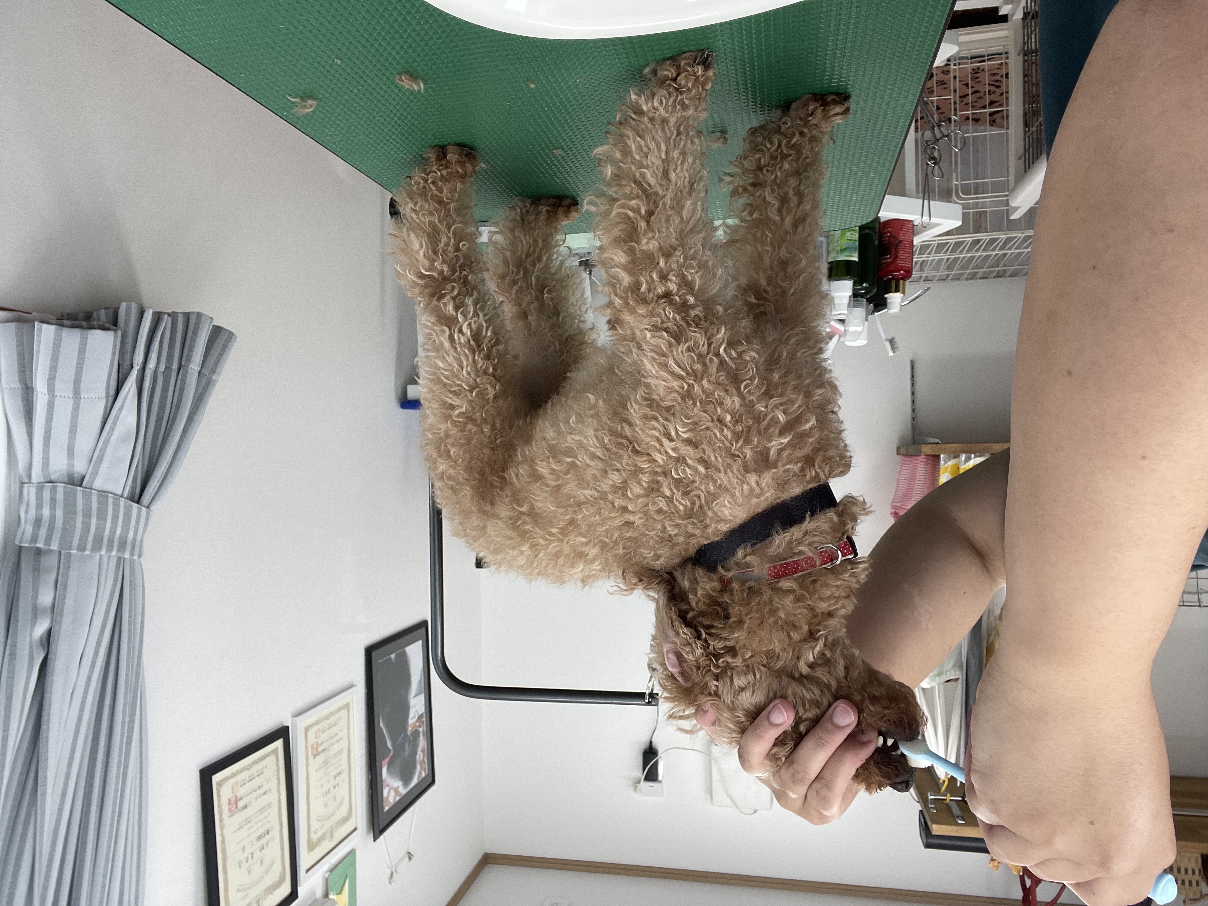 トイプードルのトリミングカット Dogplace Style Mの4枚目