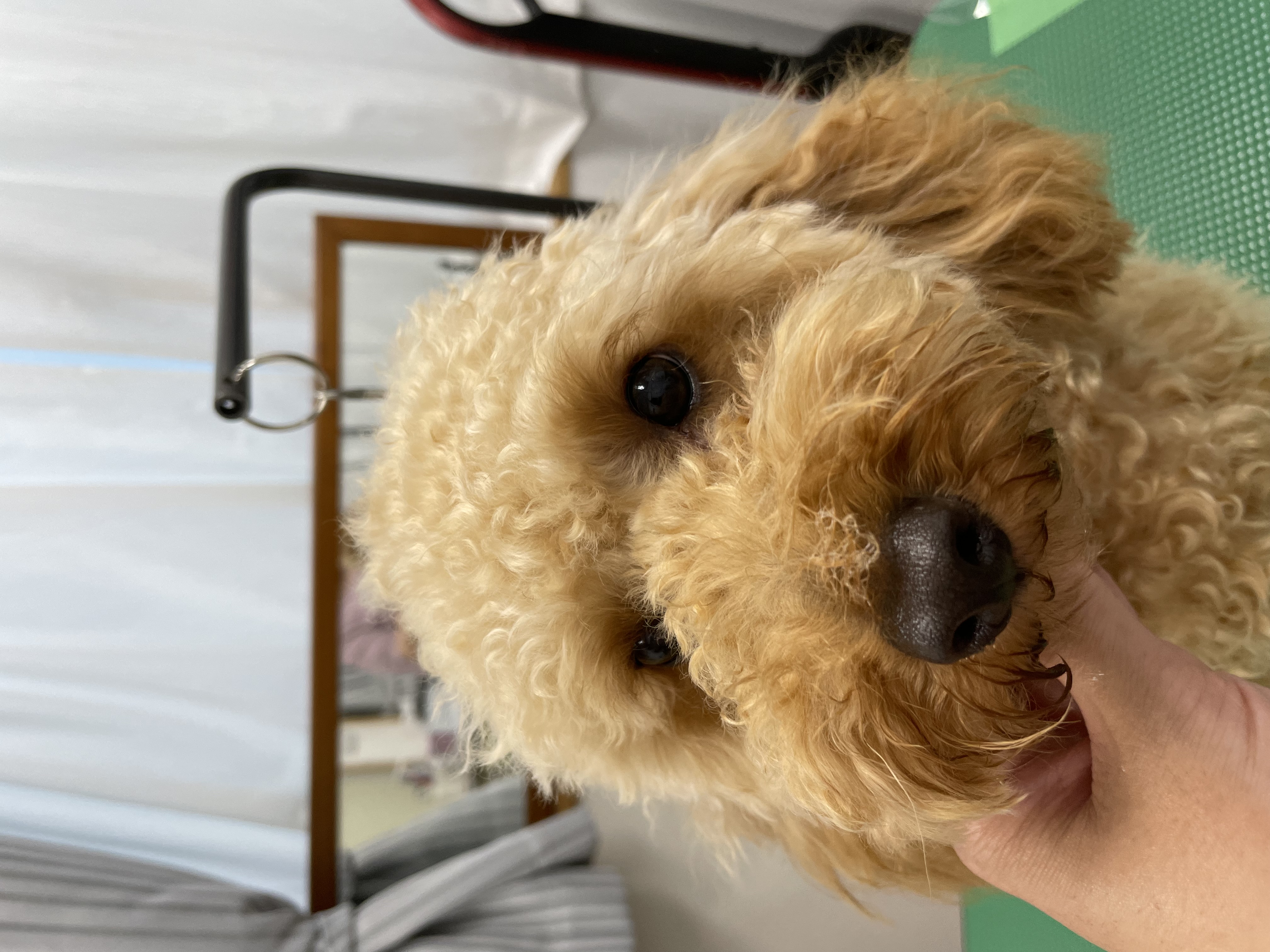 トイプードルのトリミングカット Dogplace Style Mの1枚目