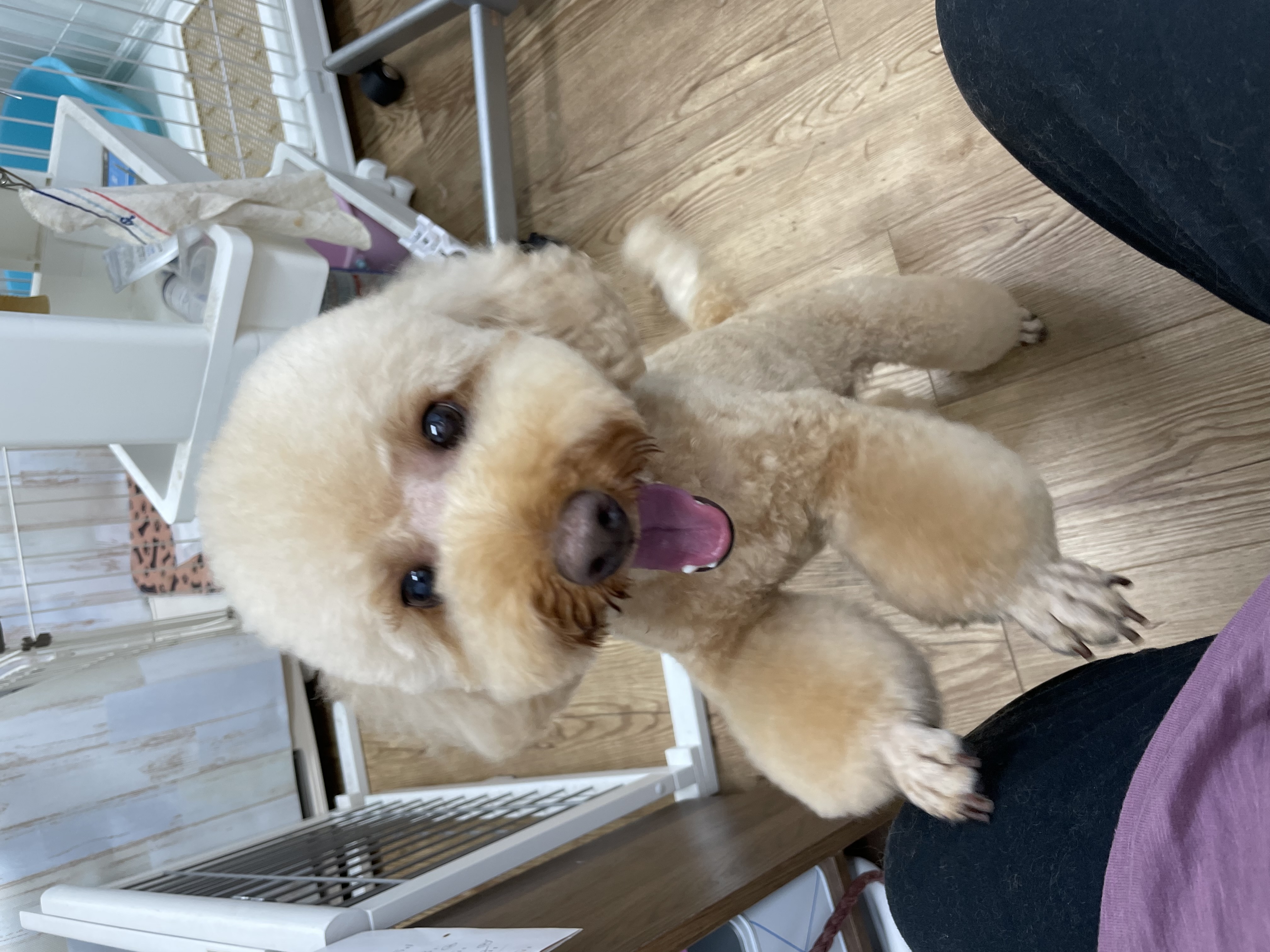 トイプードルのトリミングカット Dogplace Style Mの2枚目