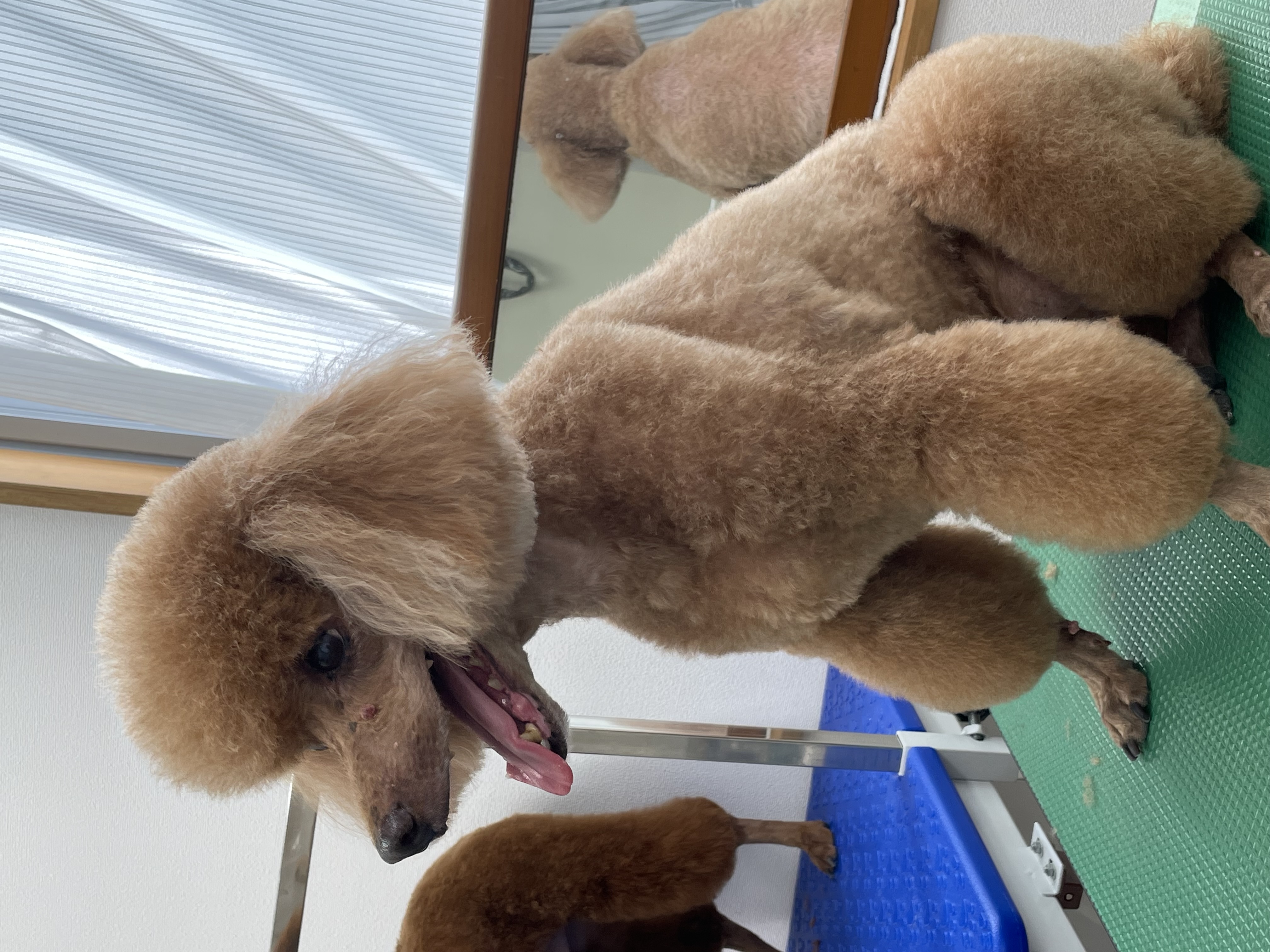 トイプードルのトリミングカット Dogplace Style Mの2枚目