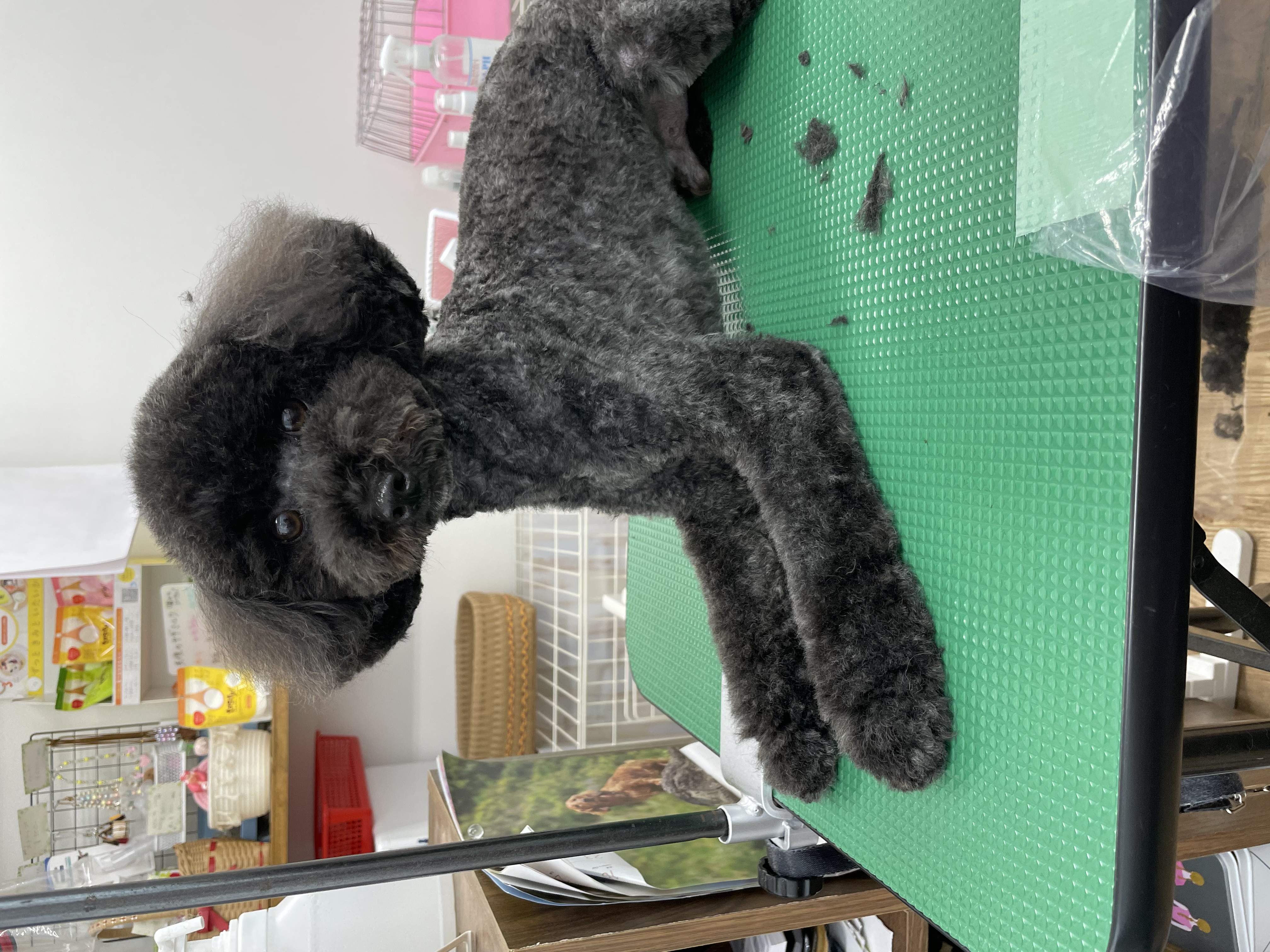 トイプードルのトリミングカット Dogplace Style Mの1枚目