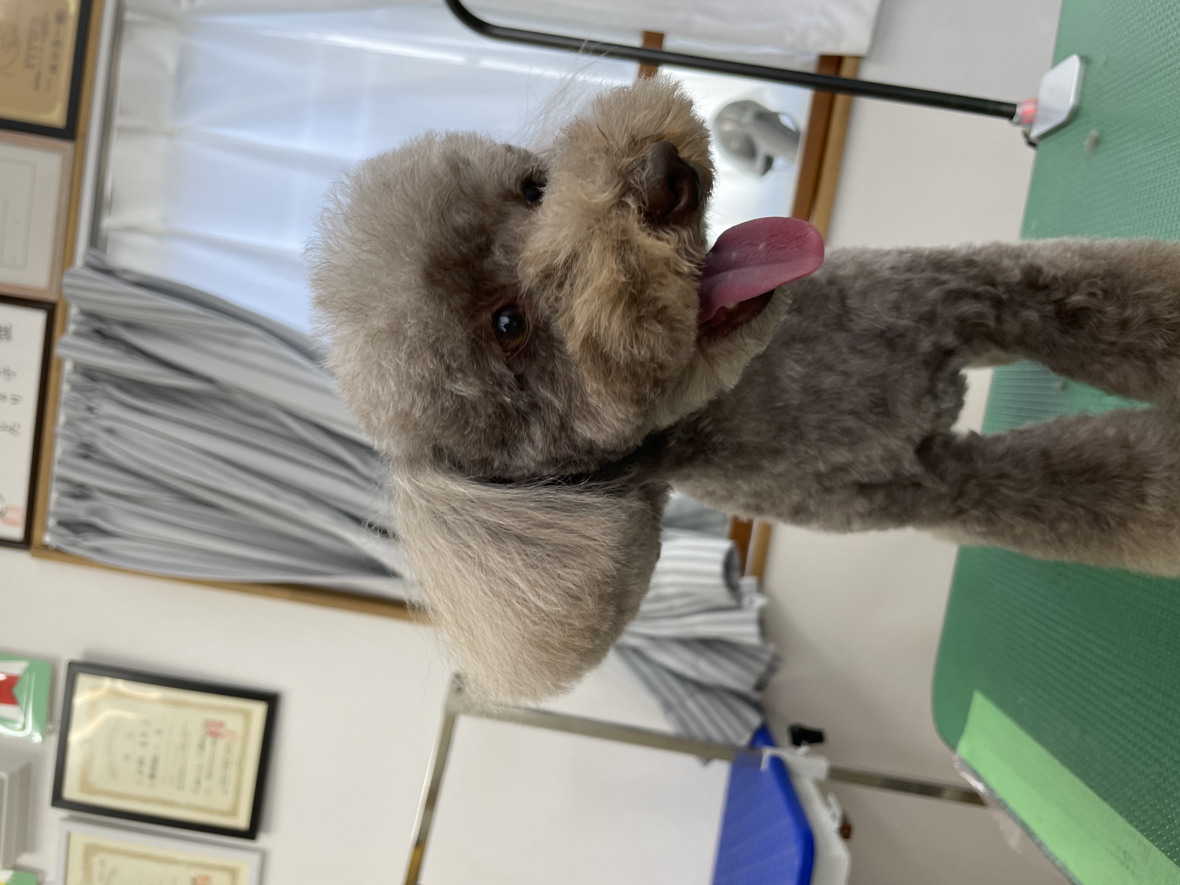 トイプードルのトリミングカット Dogplace Style Mの2枚目