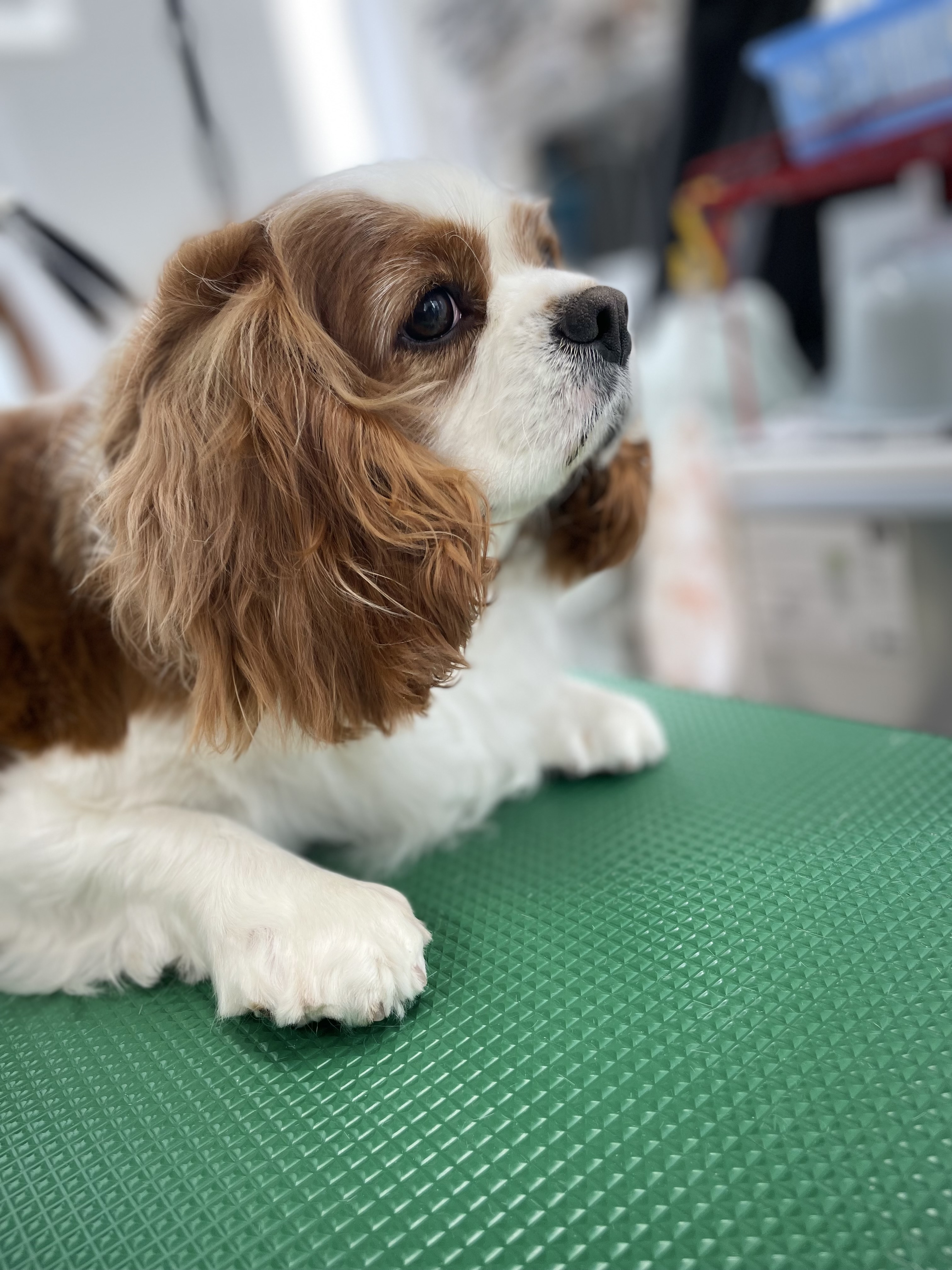 キャバリアキングチャールズスパニエルのトリミングカット Dogplace Style Mの3枚目