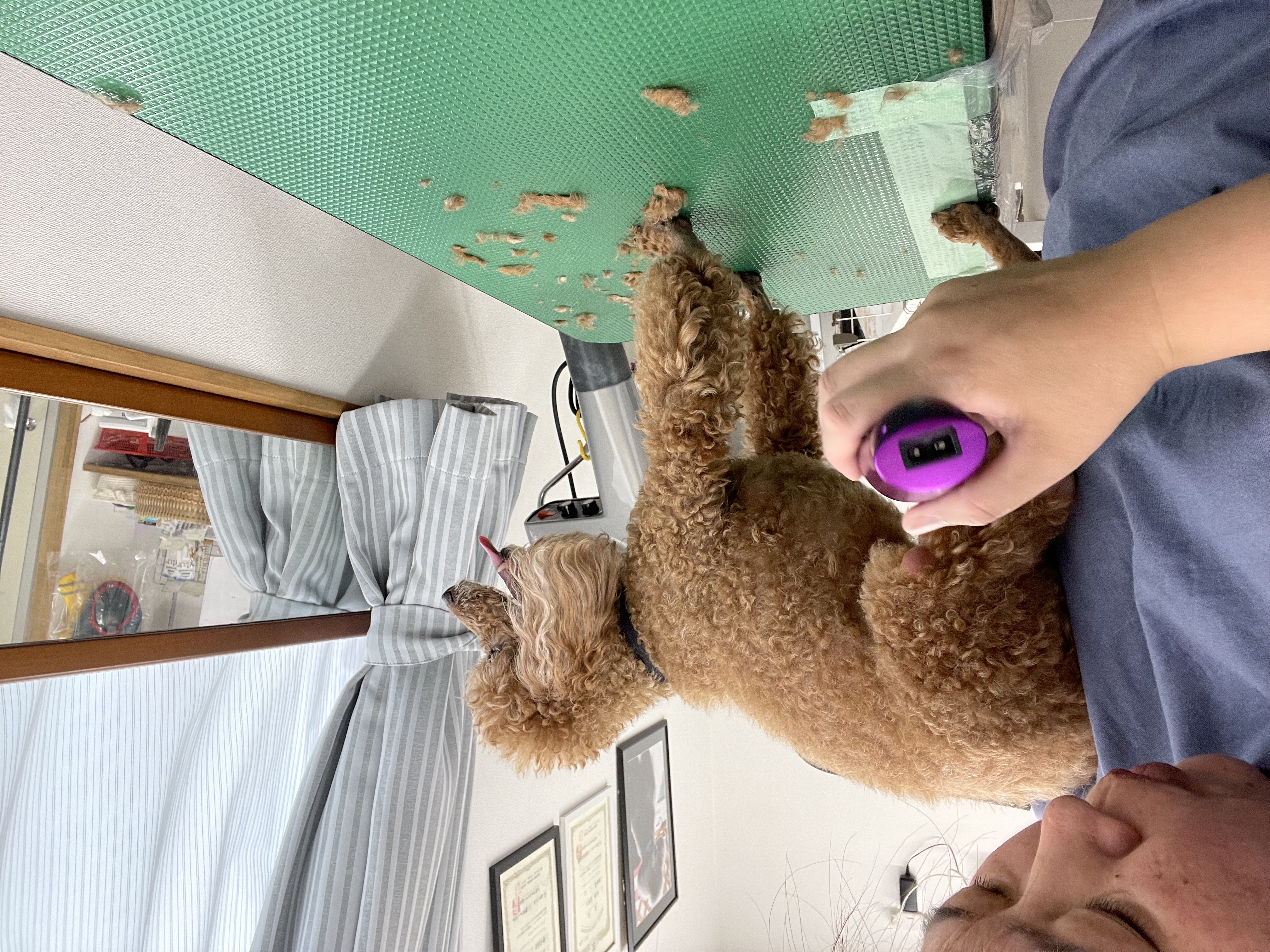 トイプードルのトリミングカット Dogplace Style Mの3枚目