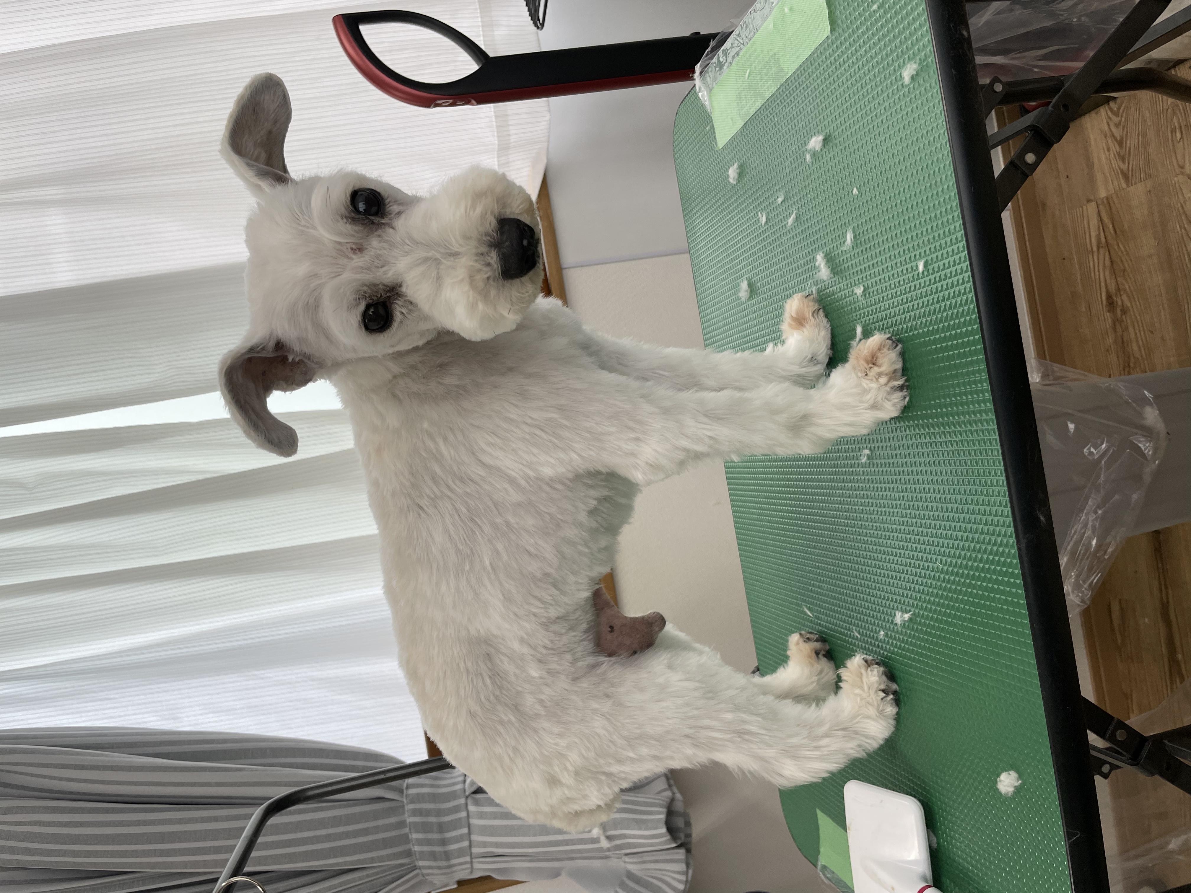 ミニチュアシュナウザーのトリミングカット Dogplace Style Mの1枚目