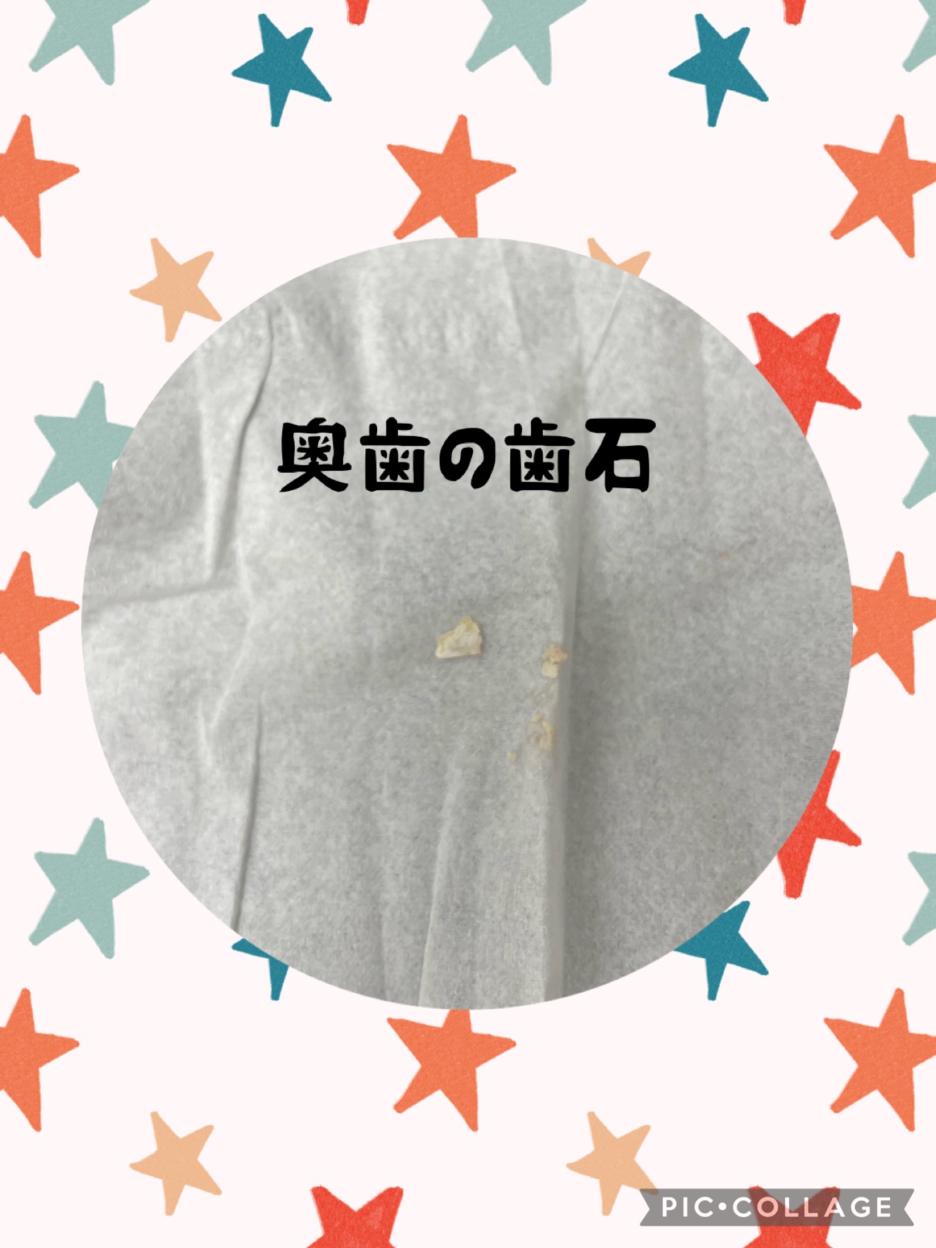 トイプードルのトリミングカット Dogplace Style Mの2枚目