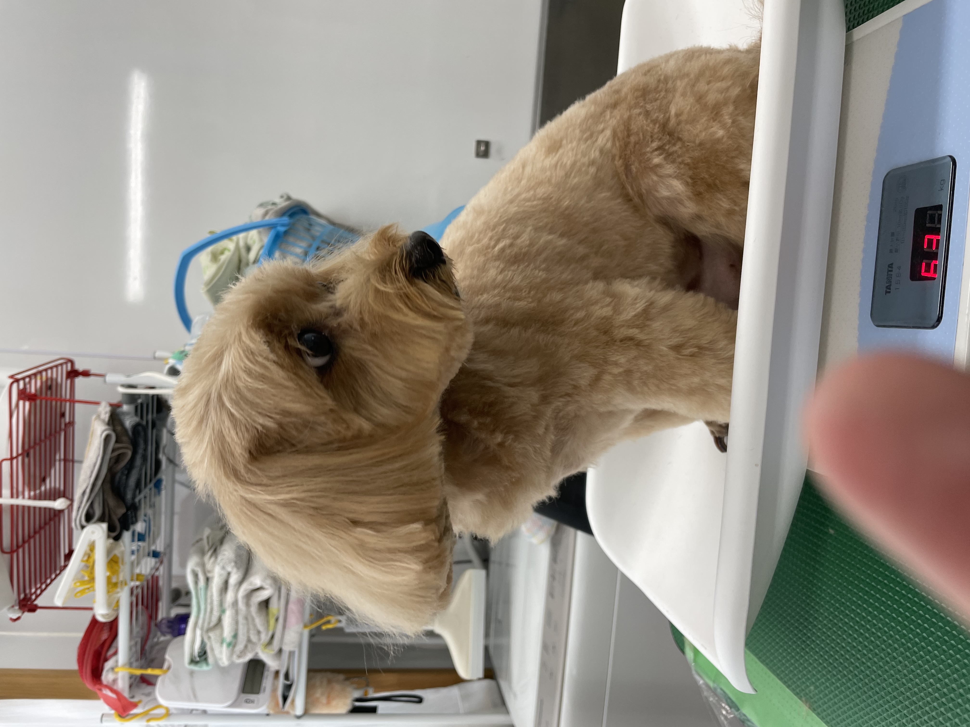 ミックス犬(その他)のトリミングカット Dogplace Style Mの5枚目