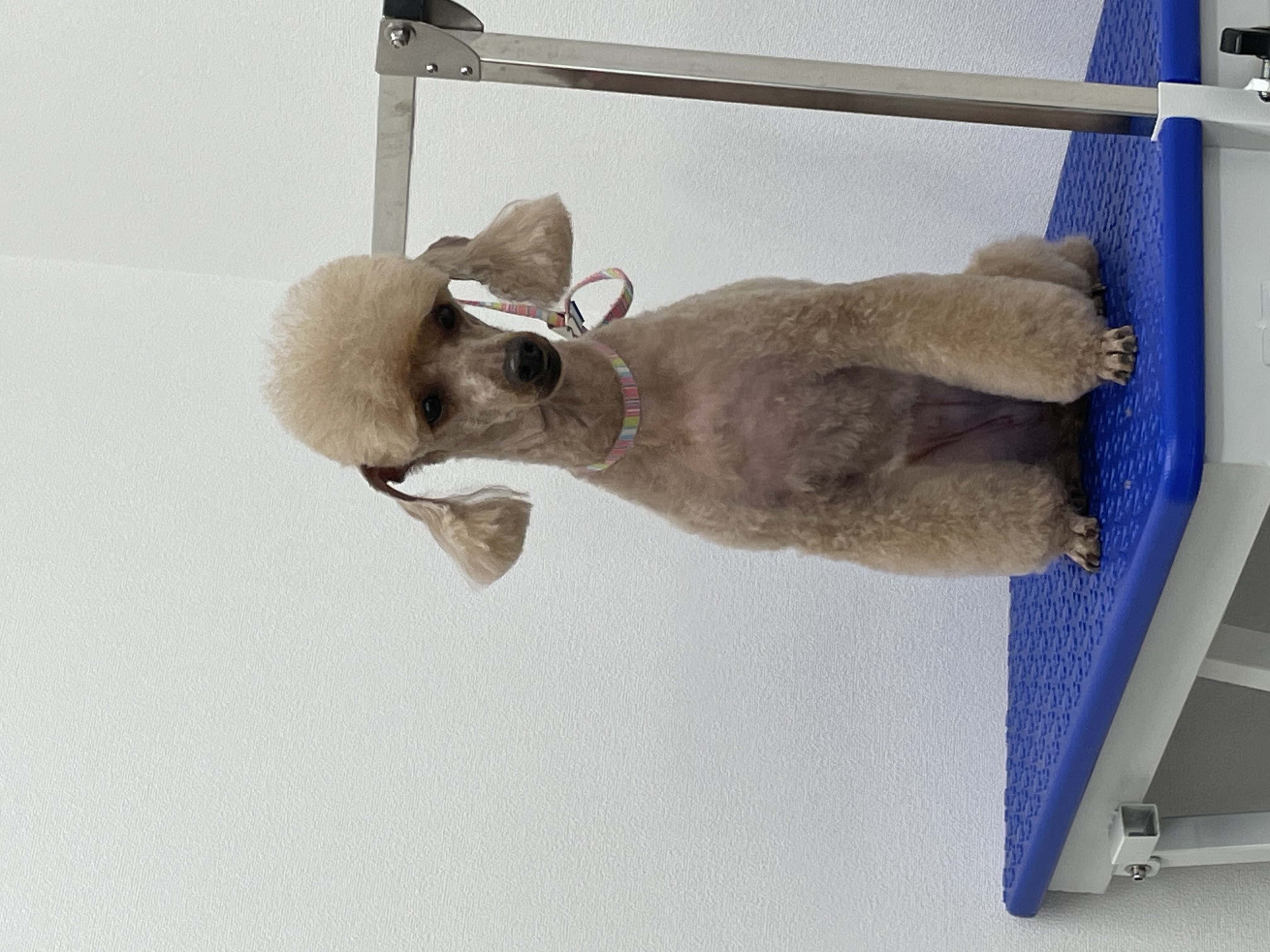 トイプードルのトリミングカット Dogplace Style Mの2枚目