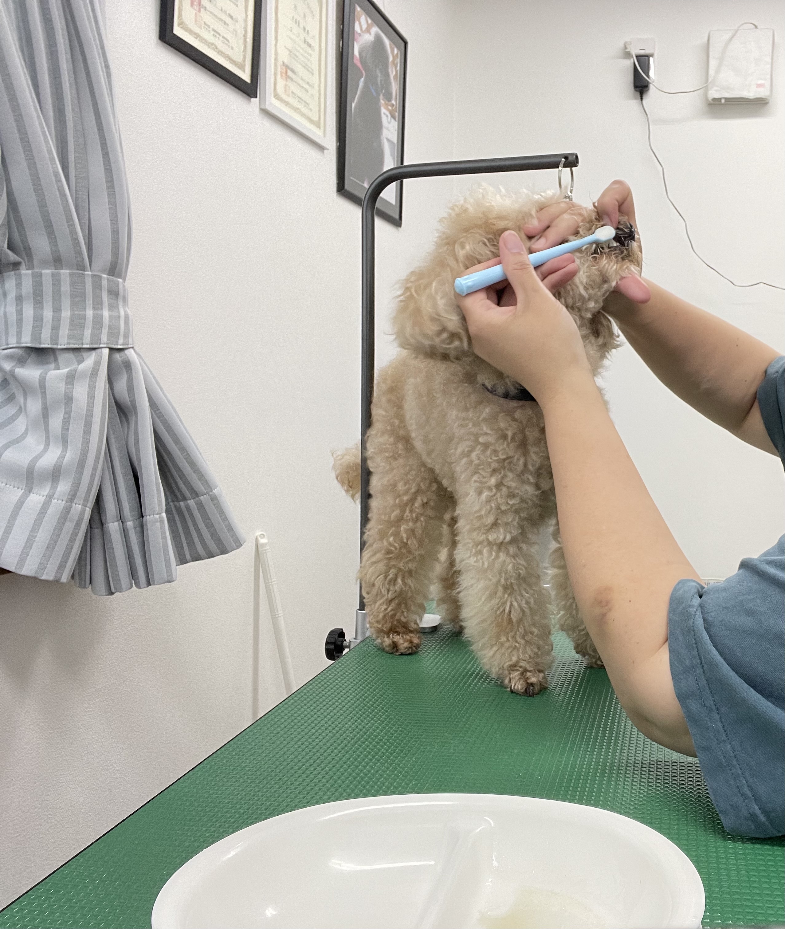 トイプードルのトリミングカット Dogplace Style Mの4枚目