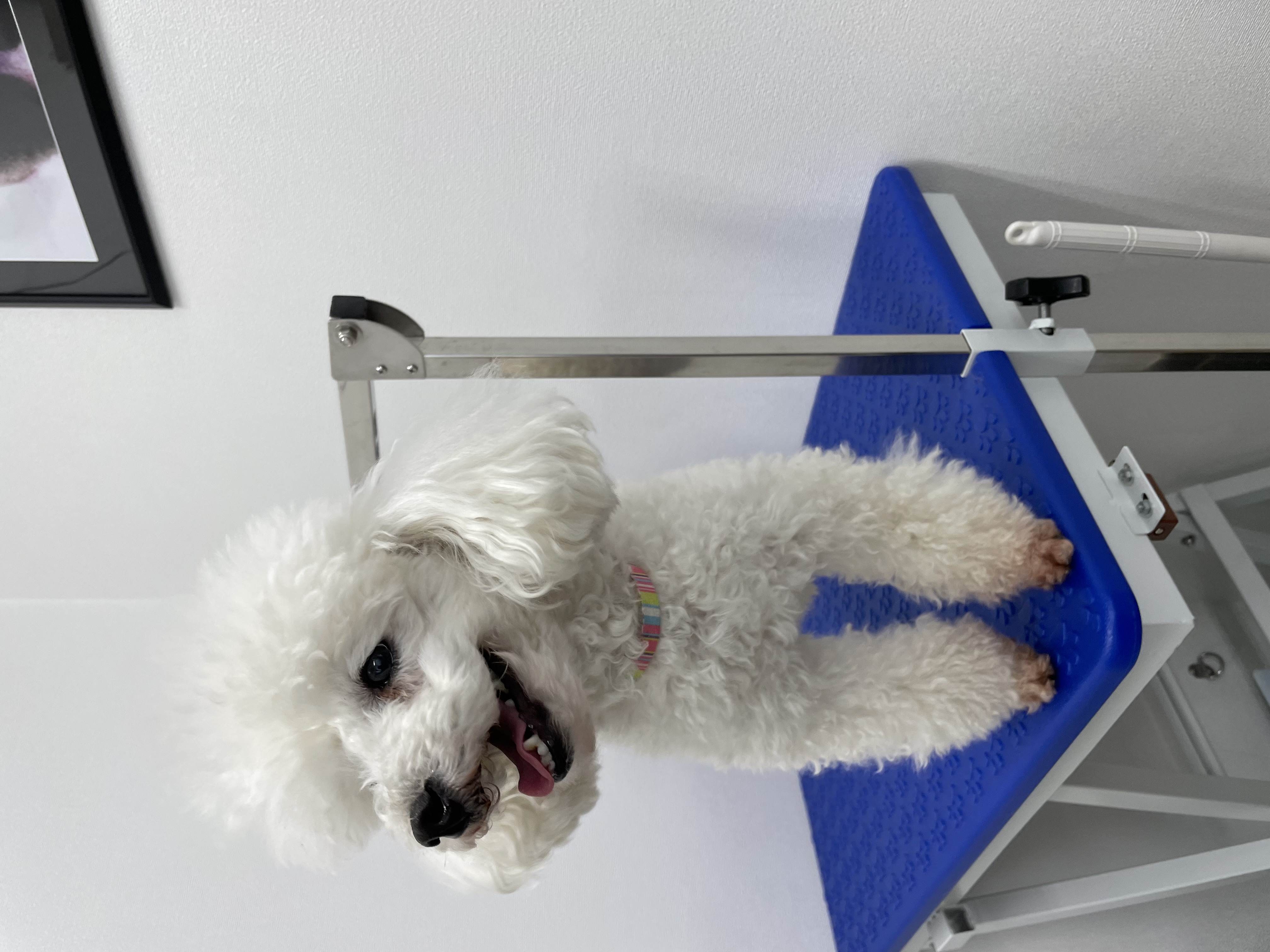 トイプードルのトリミングカット Dogplace Style Mの3枚目
