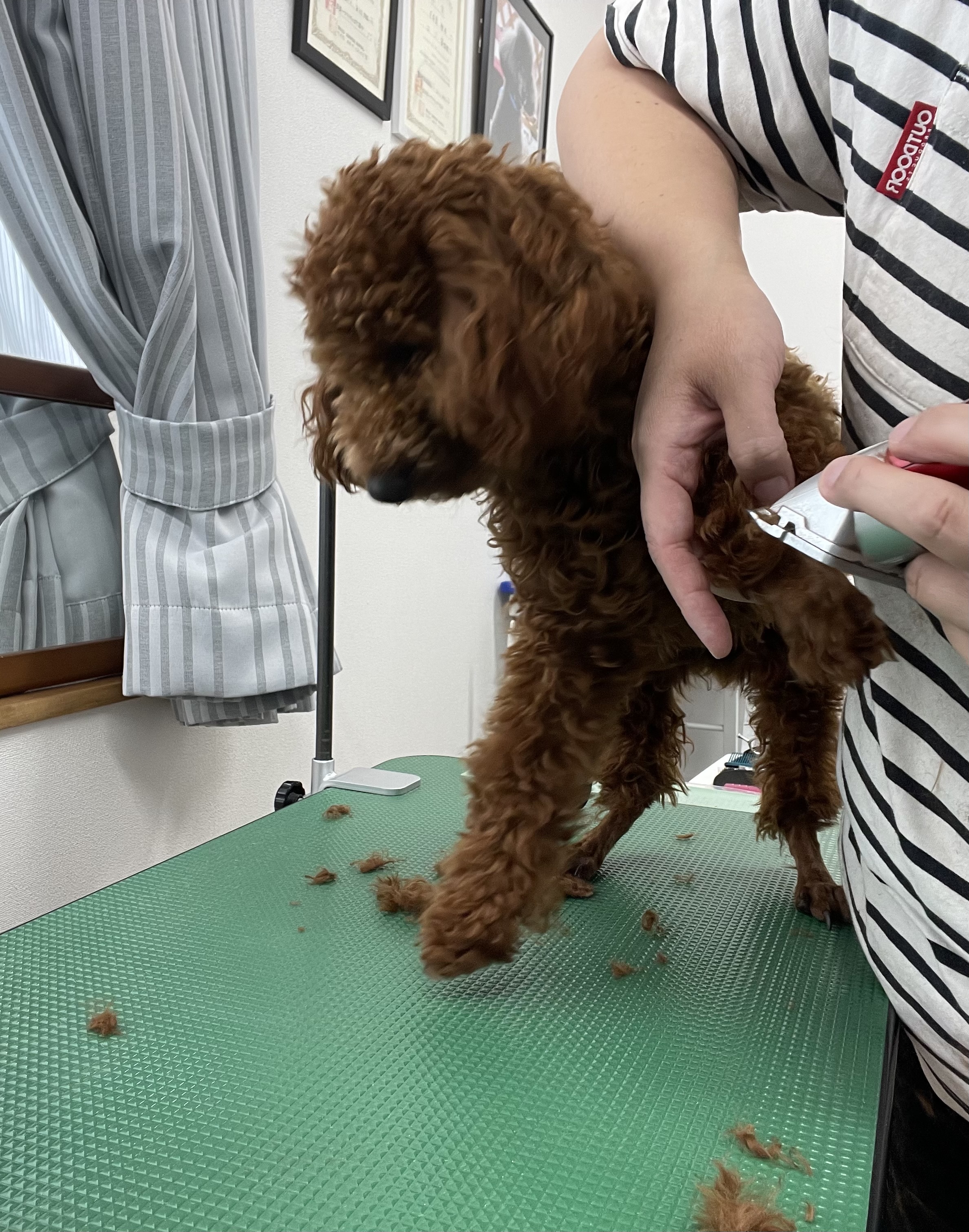 トイプードルのトリミングカット Dogplace Style Mの4枚目