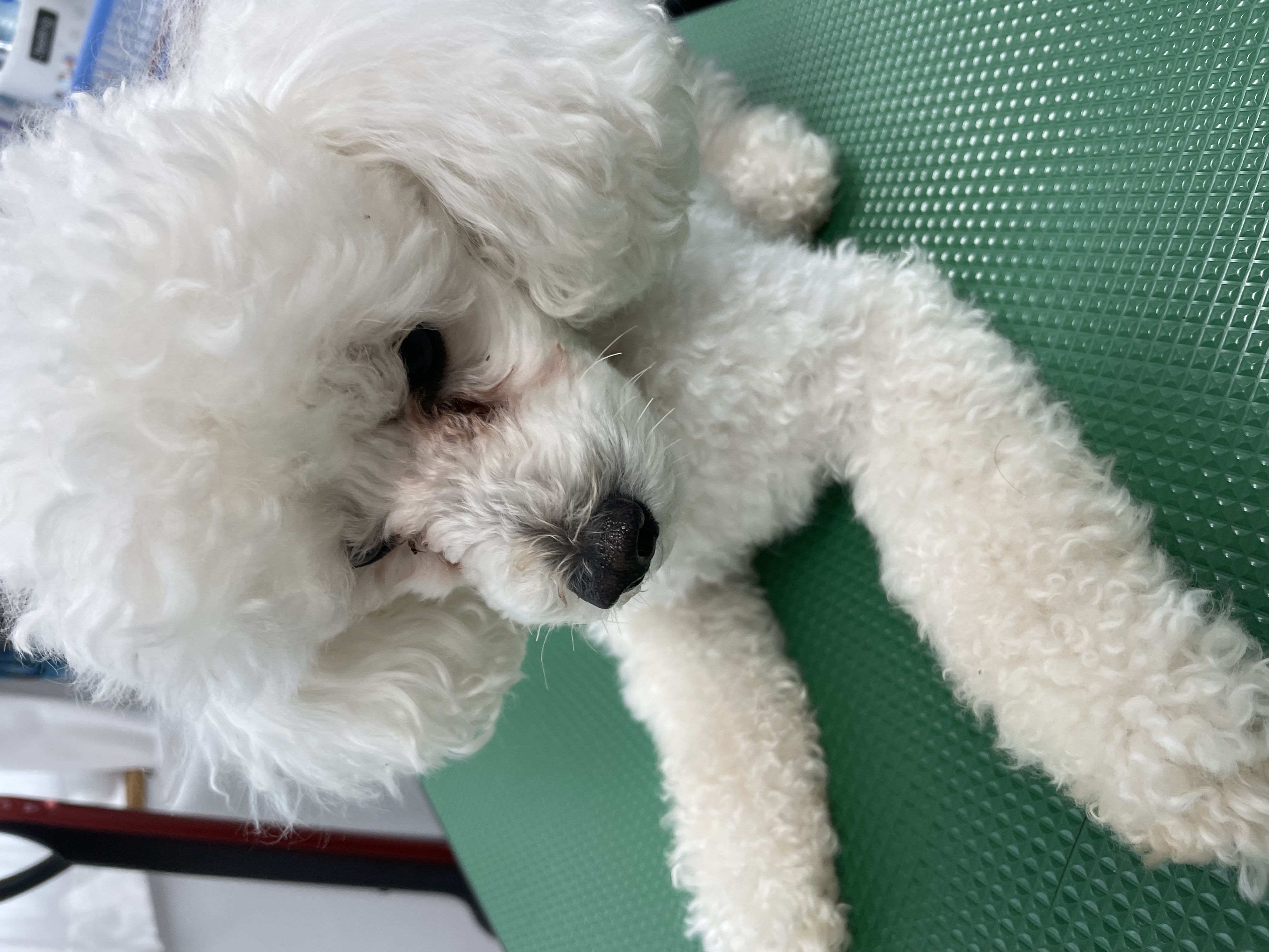 トイプードルのトリミングカット Dogplace Style Mの5枚目