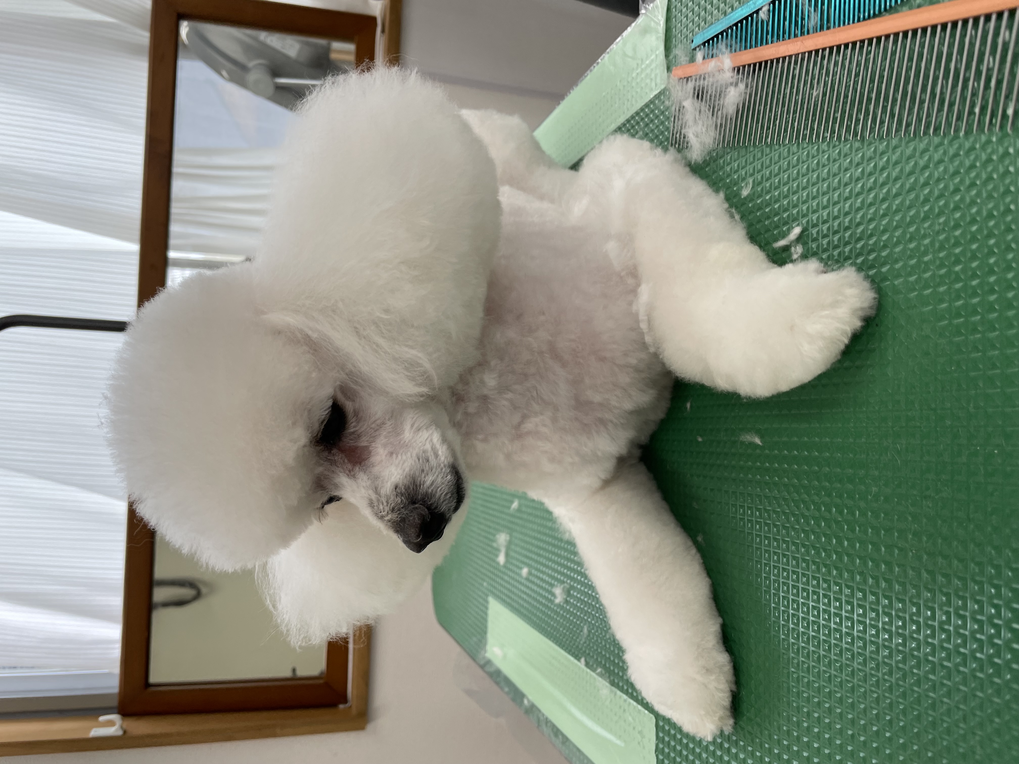 トイプードルのトリミングカット Dogplace Style Mの1枚目