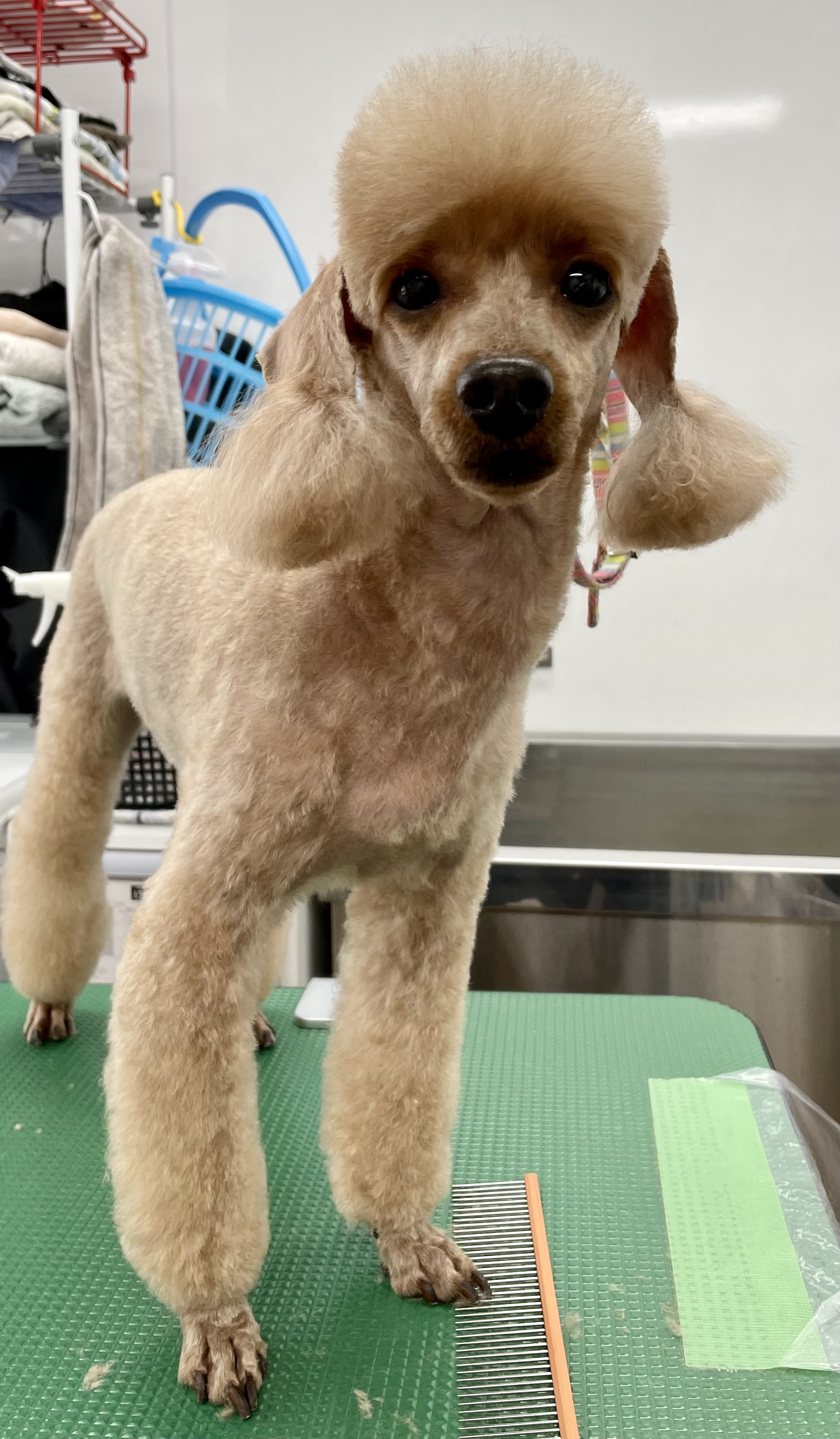 トイプードルのトリミングカット Dogplace Style Mの2枚目