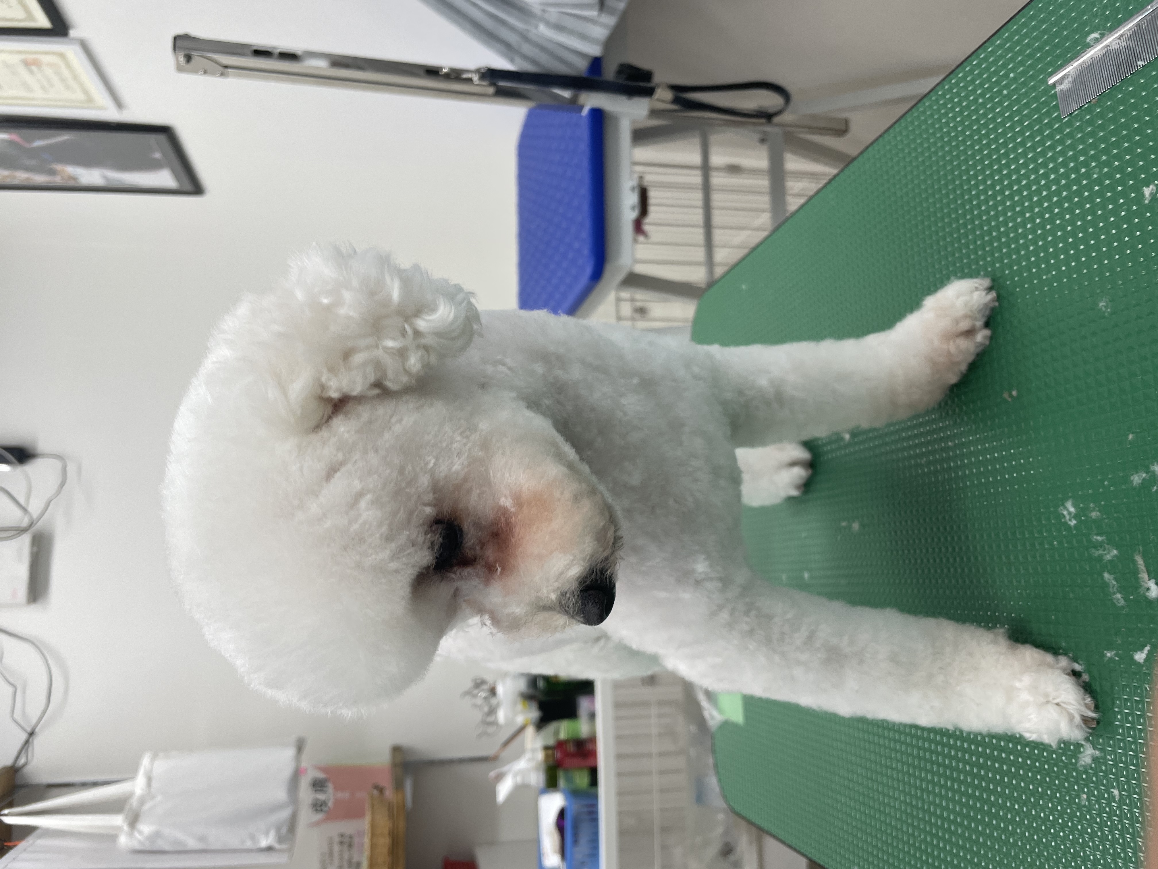トイプードルのトリミングカット Dogplace Style Mの1枚目