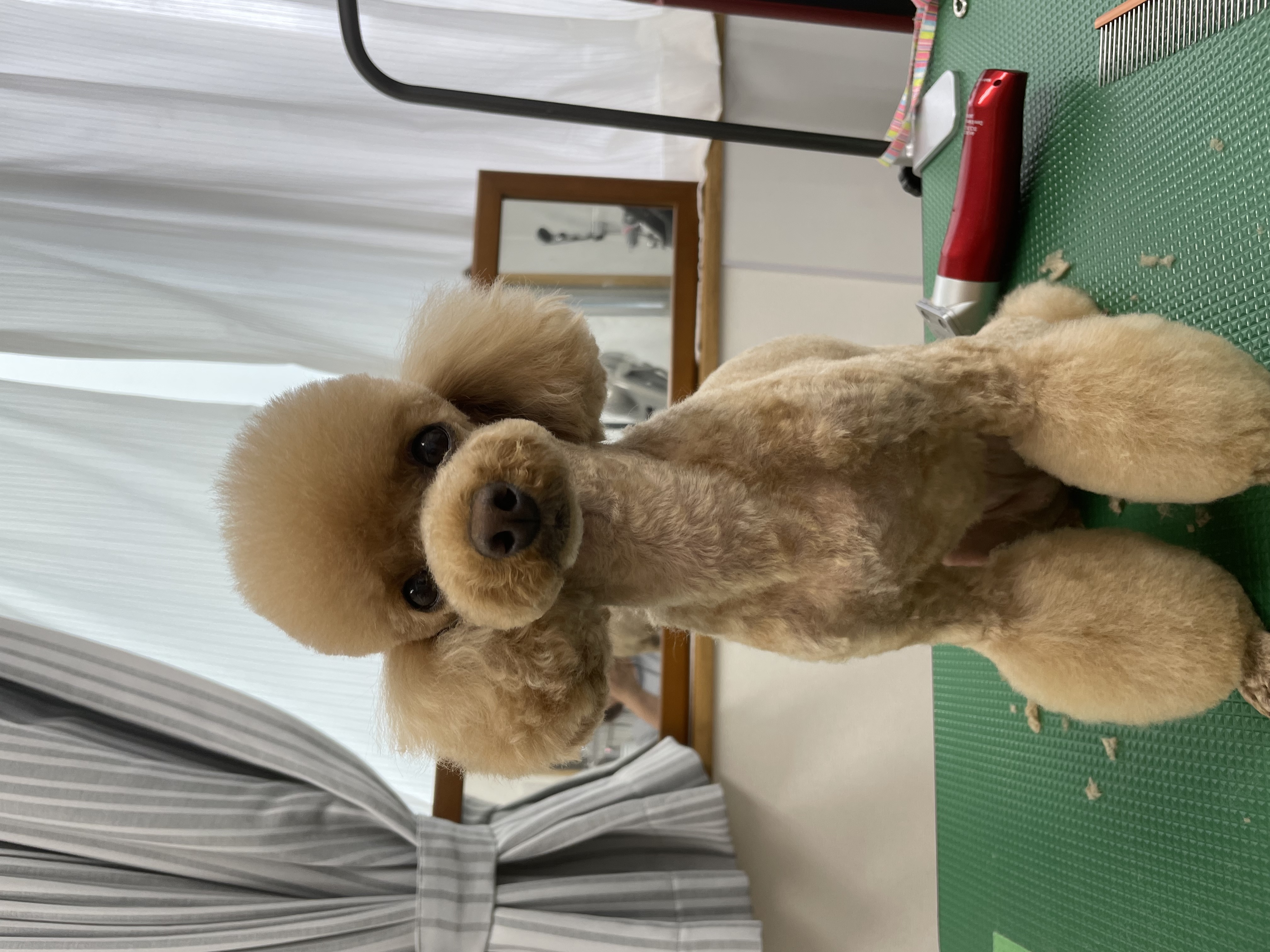 トイプードルのトリミングカット Dogplace Style Mの1枚目