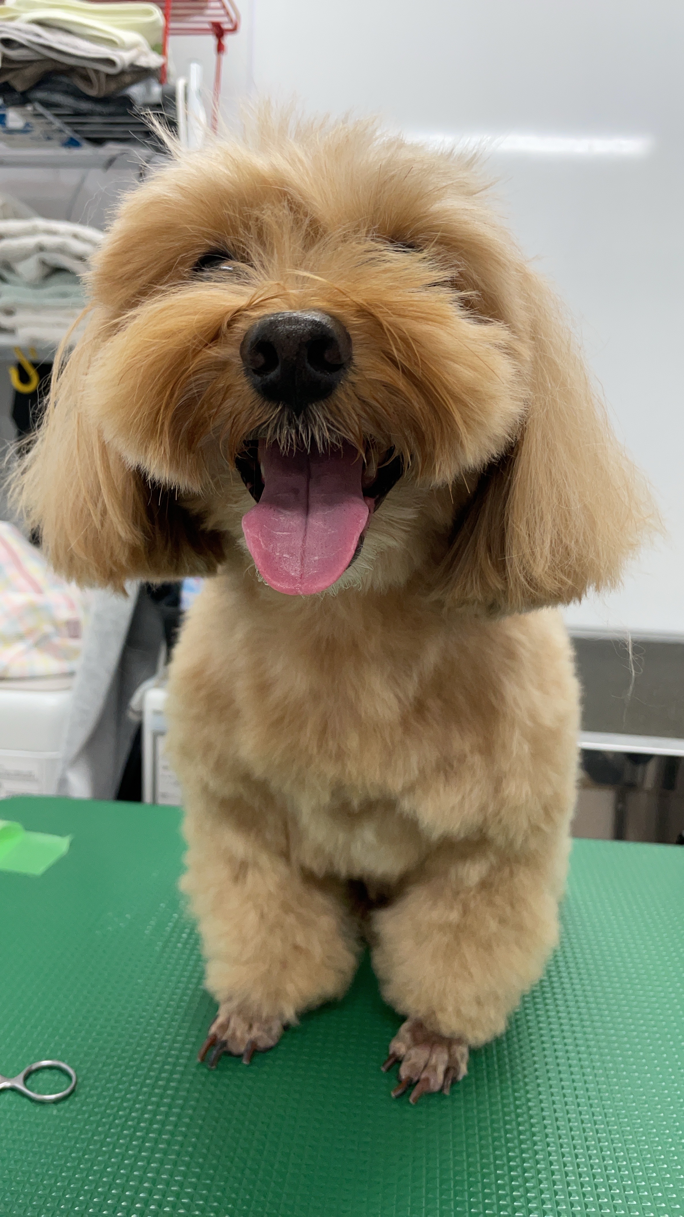 ミックス犬(その他)のトリミングカット Dogplace Style Mの3枚目