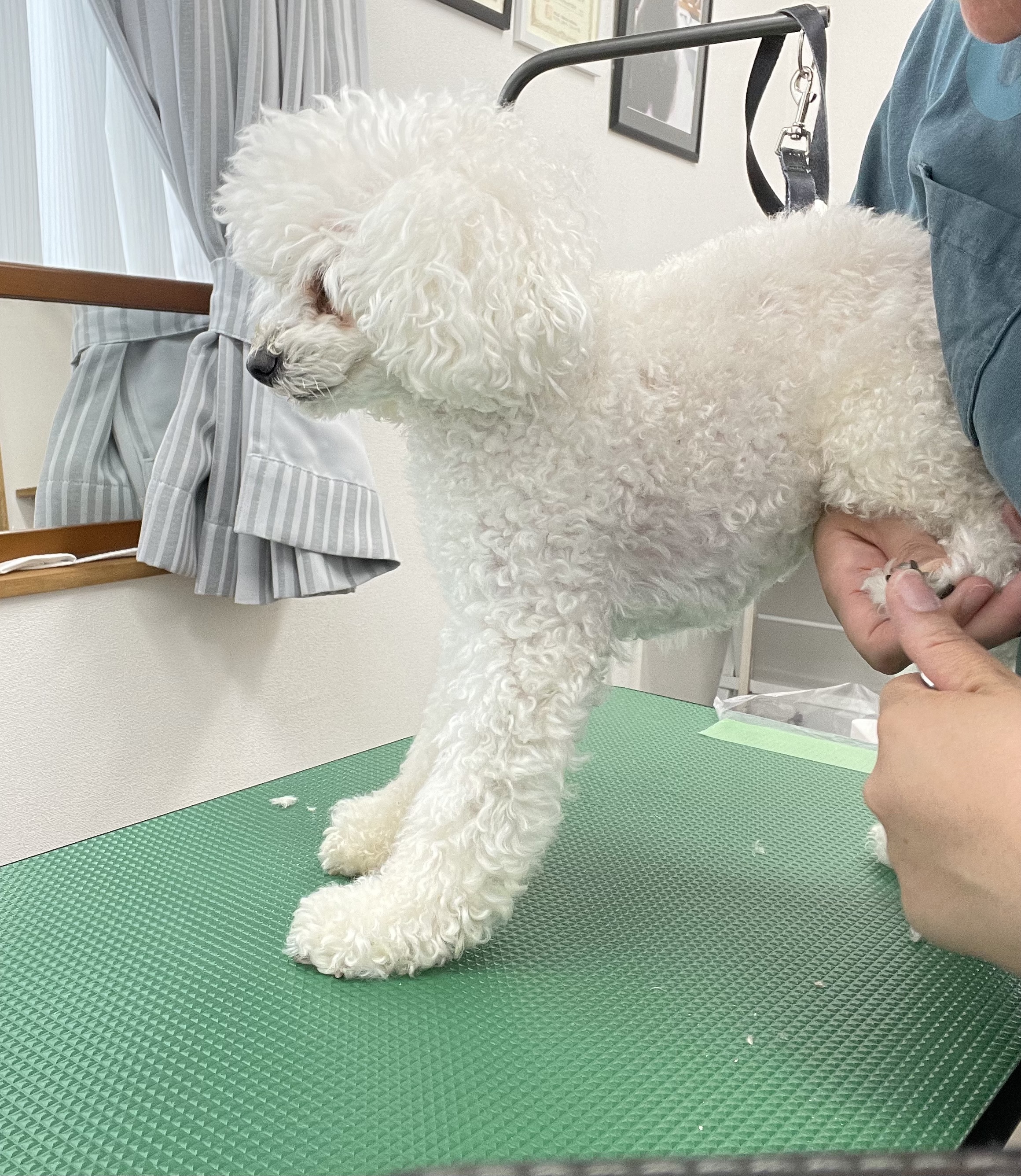 トイプードルのトリミングカット Dogplace Style Mの4枚目