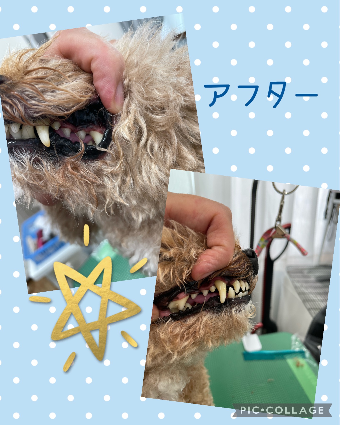 トイプードルのトリミングカット Dogplace Style Mの3枚目