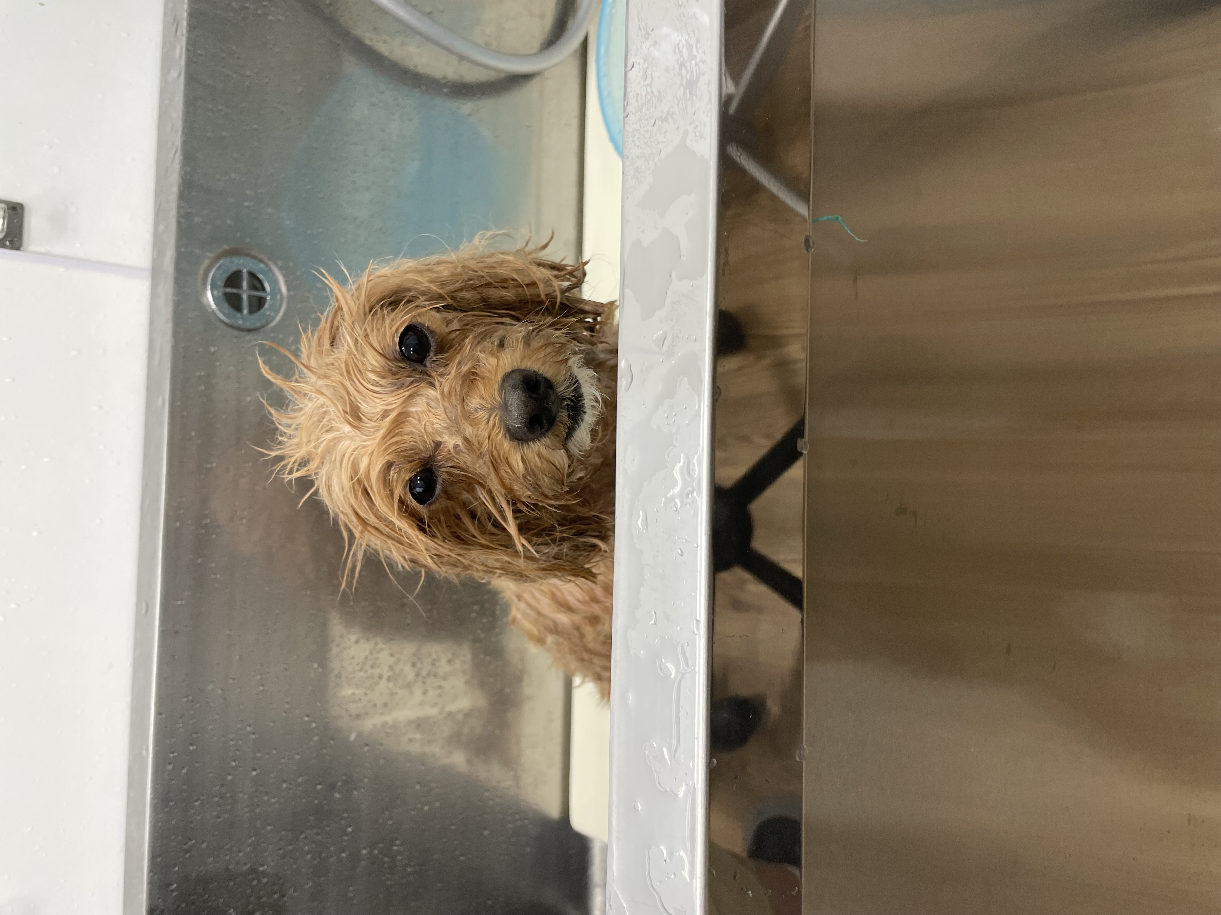 ミックス犬(その他)のトリミングカット Dogplace Style Mの2枚目