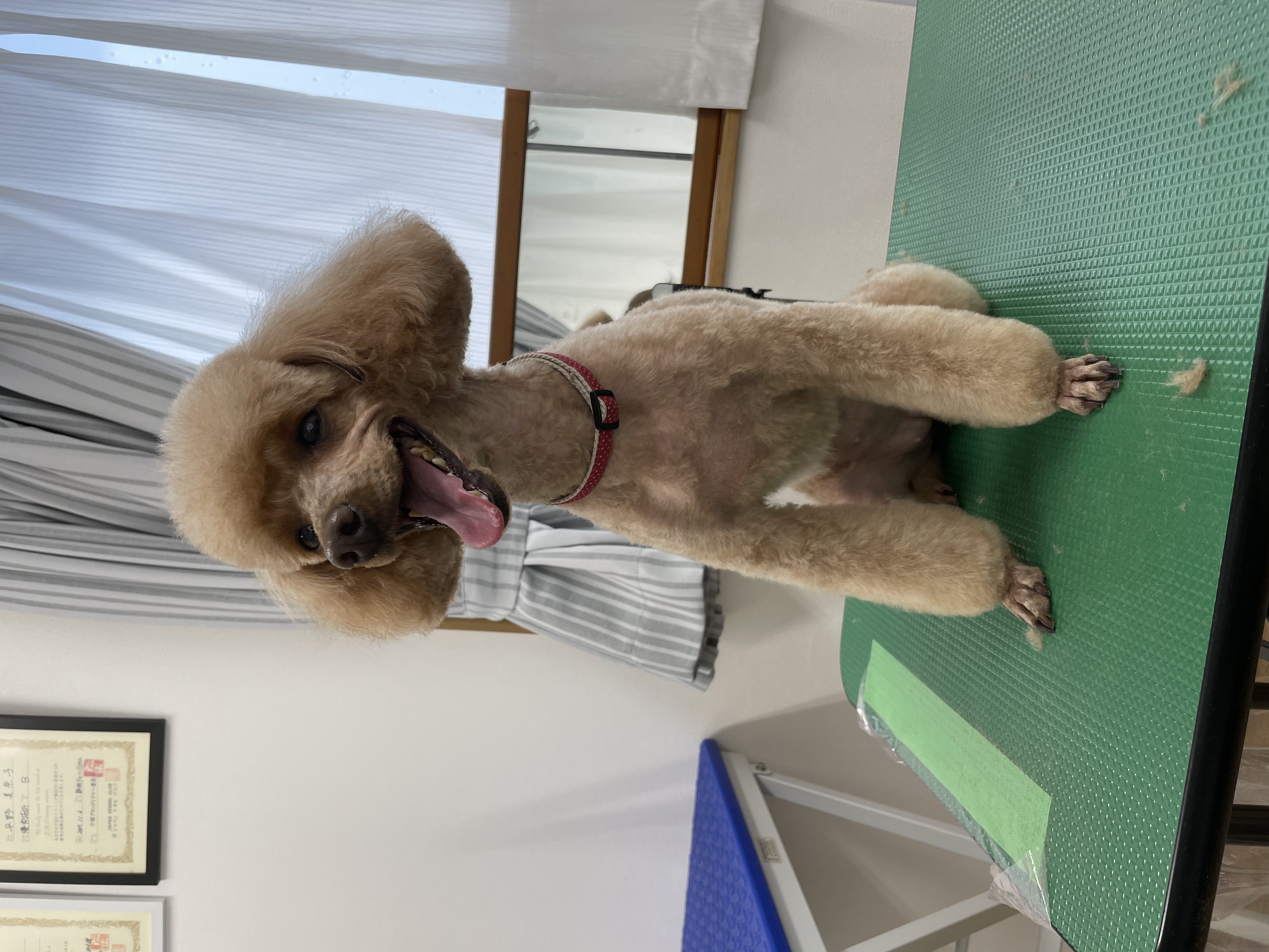 トイプードルのトリミングカット Dogplace Style Mの1枚目