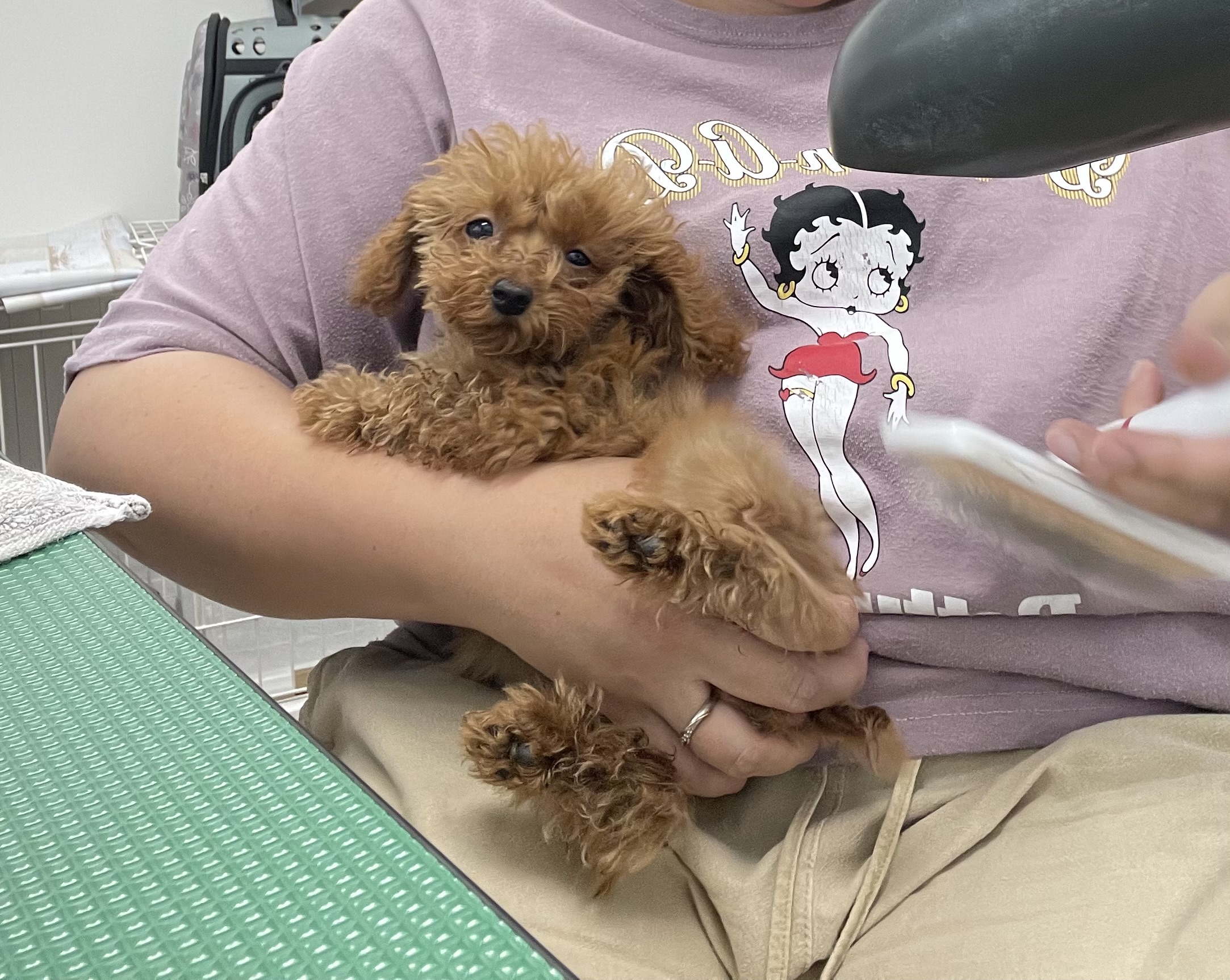 トイプードルのトリミングカット Dogplace Style Mの2枚目