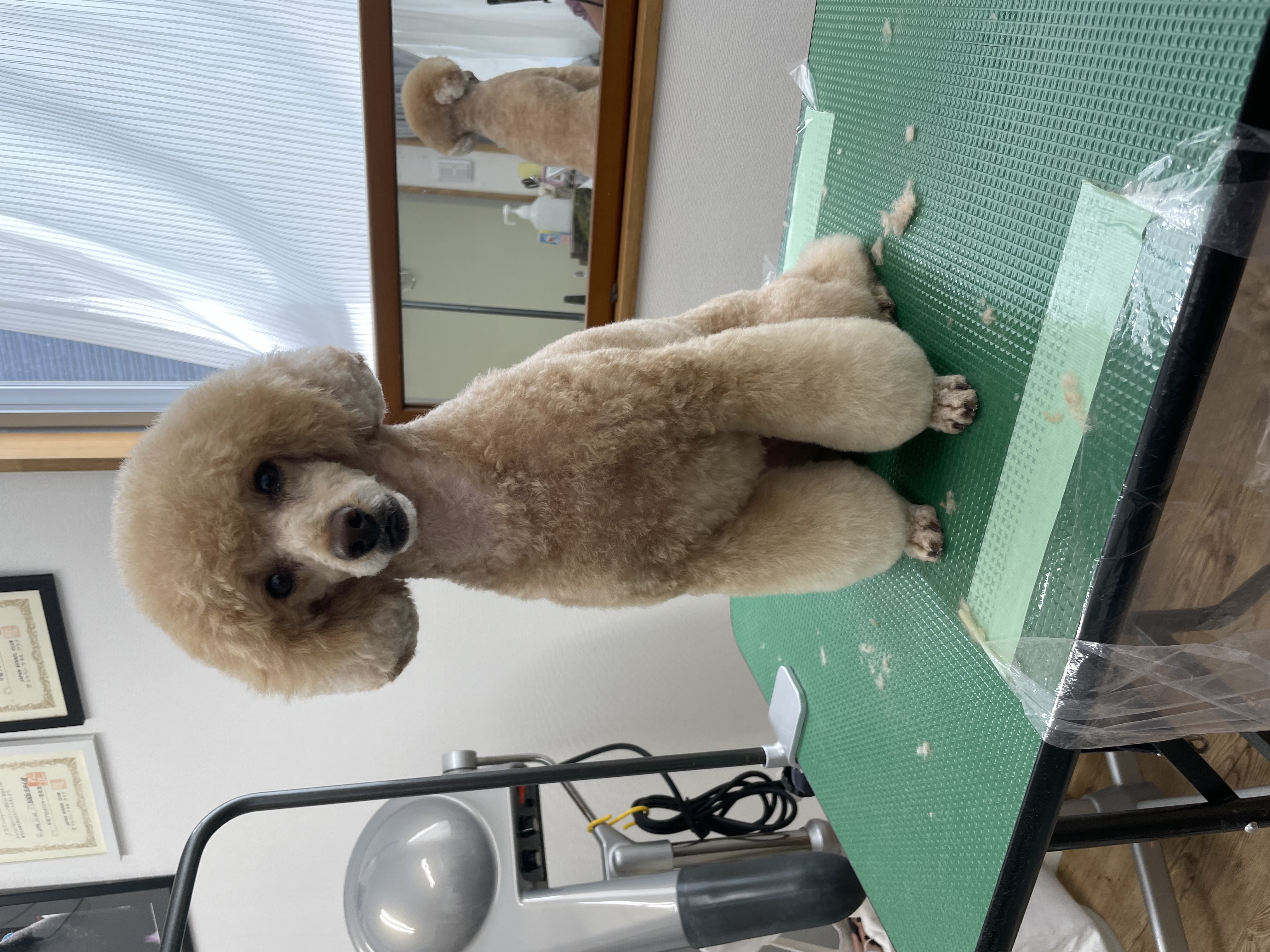 トイプードルのトリミングカット Dogplace Style Mの1枚目